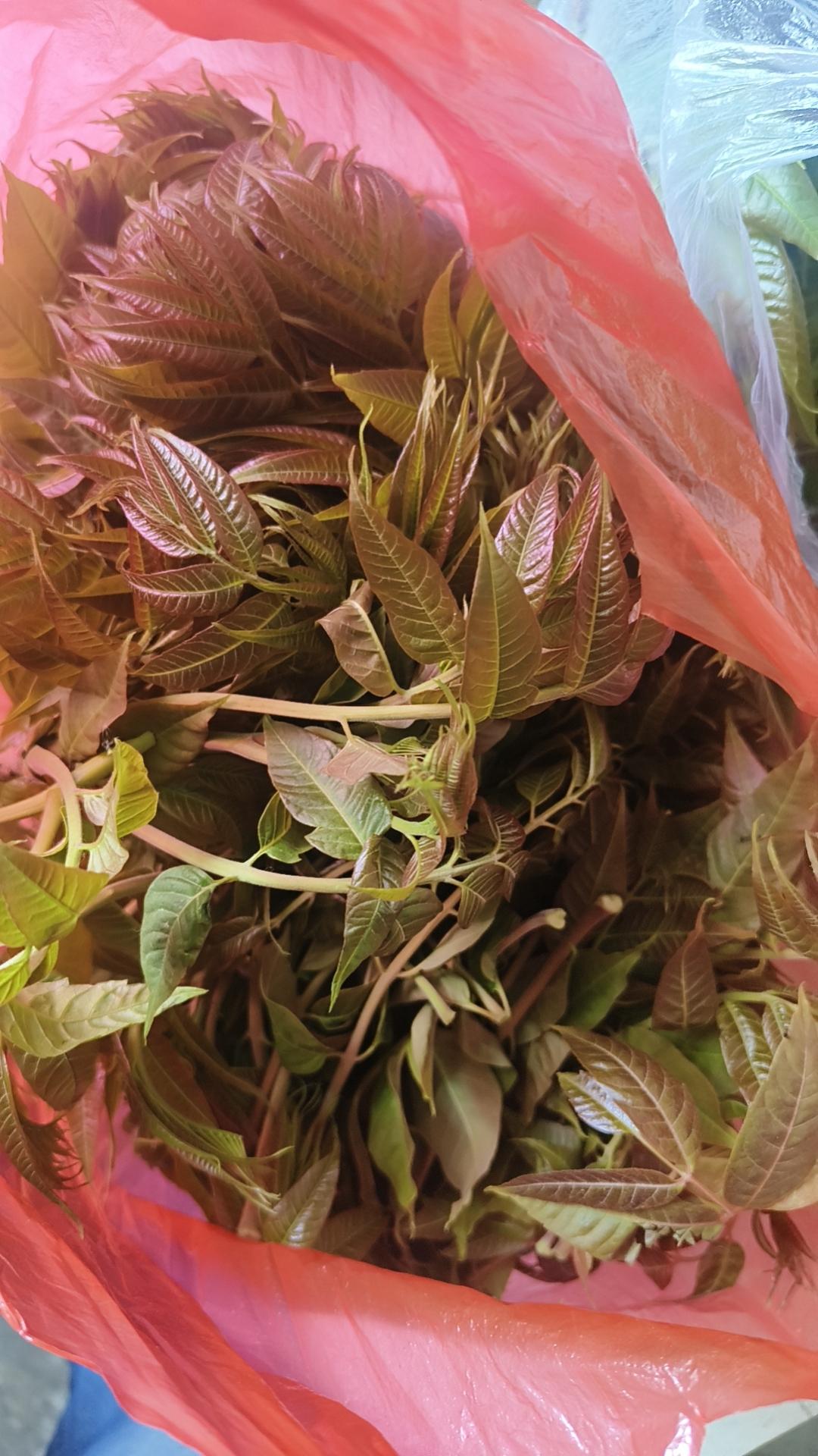 香椿炒鸡蛋也是一道名菜，特别初春季节，一盘香椿炒鸡蛋价格不菲呢。
最近香椿普及化