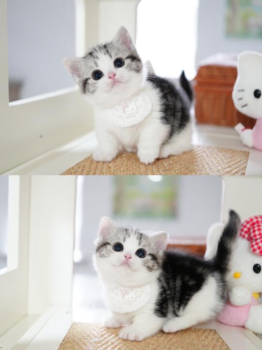 古灵精怪它就是古灵精怪 起司矮脚猫