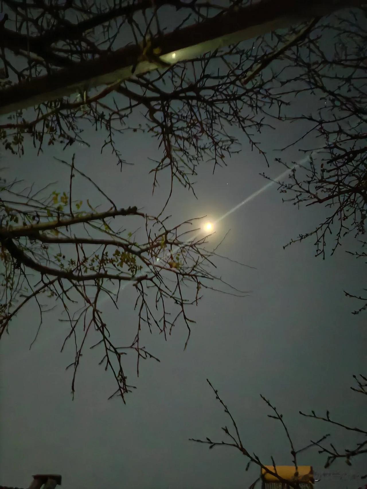 水中

无限树木倒水中，一对鸭来空绝声。
晴天落日夕阳去，又见水底半月明。