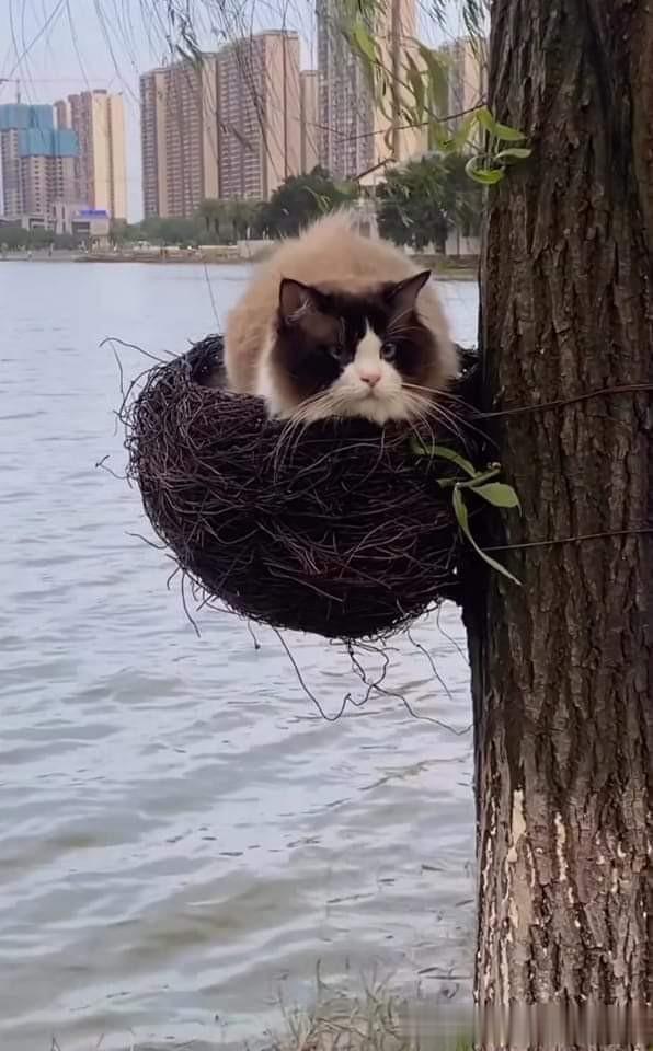 😾：不是说守株待兔守巢待鸟吗，劳资在这儿守了两天了都没看一只鸟，难道它们放弃这