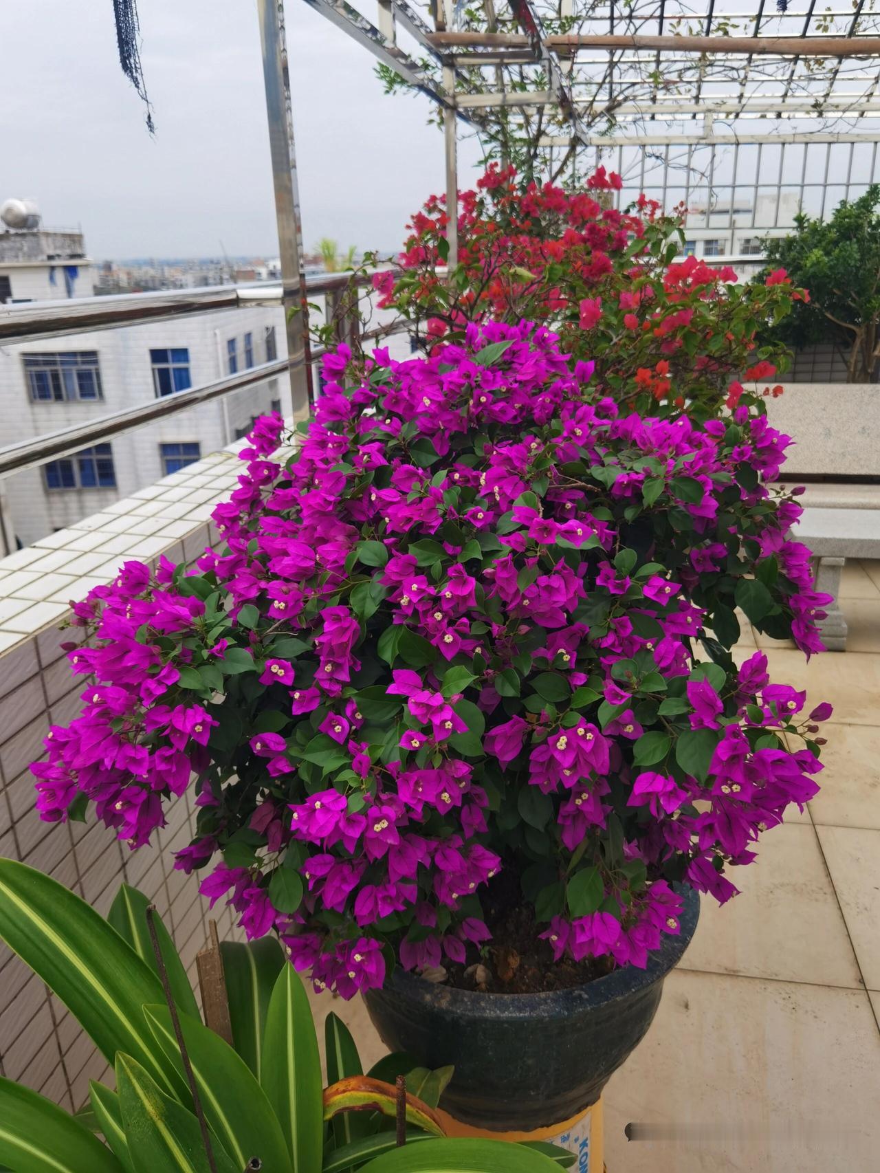 家务劳动该谁做，这真是个家庭大难题。以前封建思想认为家务就得女人干，可现在时代变