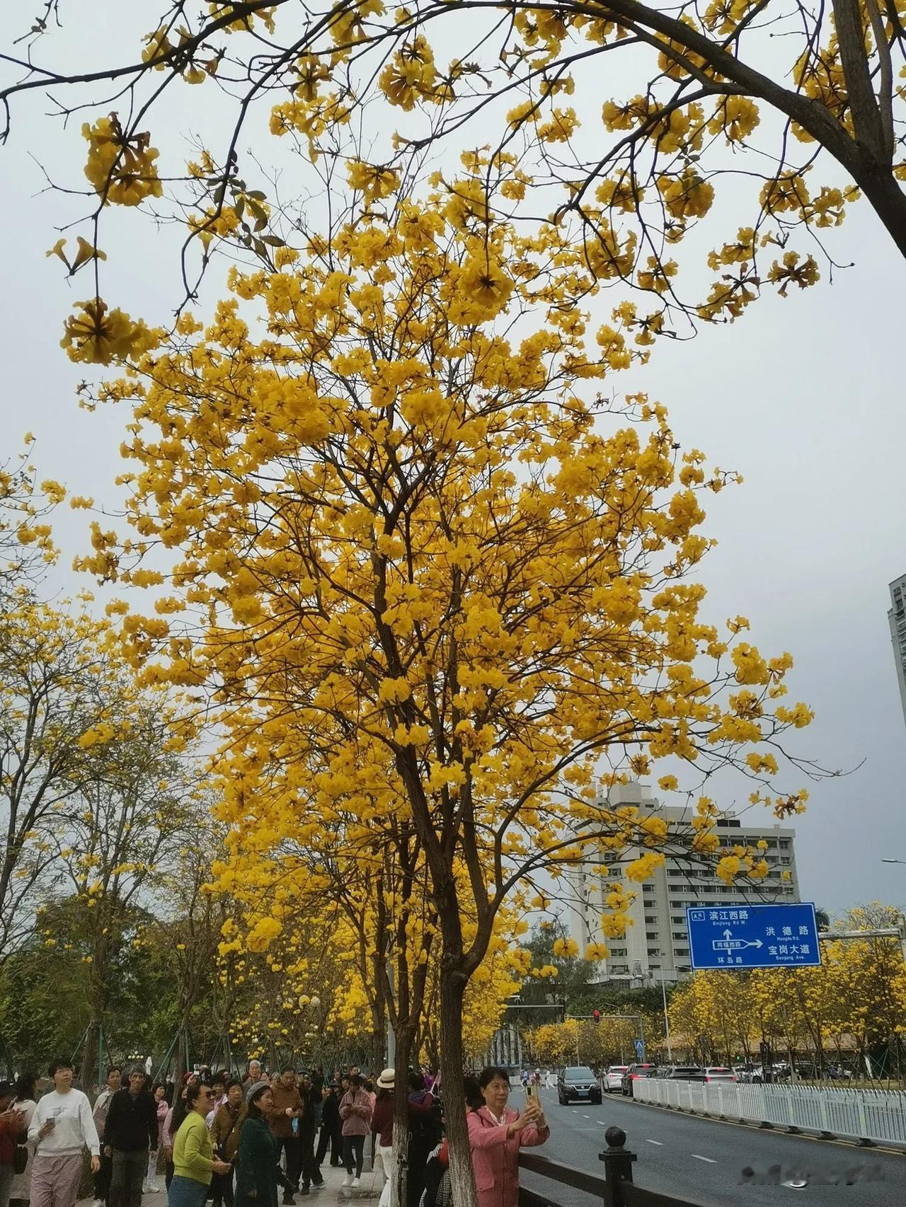 今天，我也打卡了广州洲头咀公园[呲牙]
昨天晚上，刷手机小视频，看到洲头咀公园道