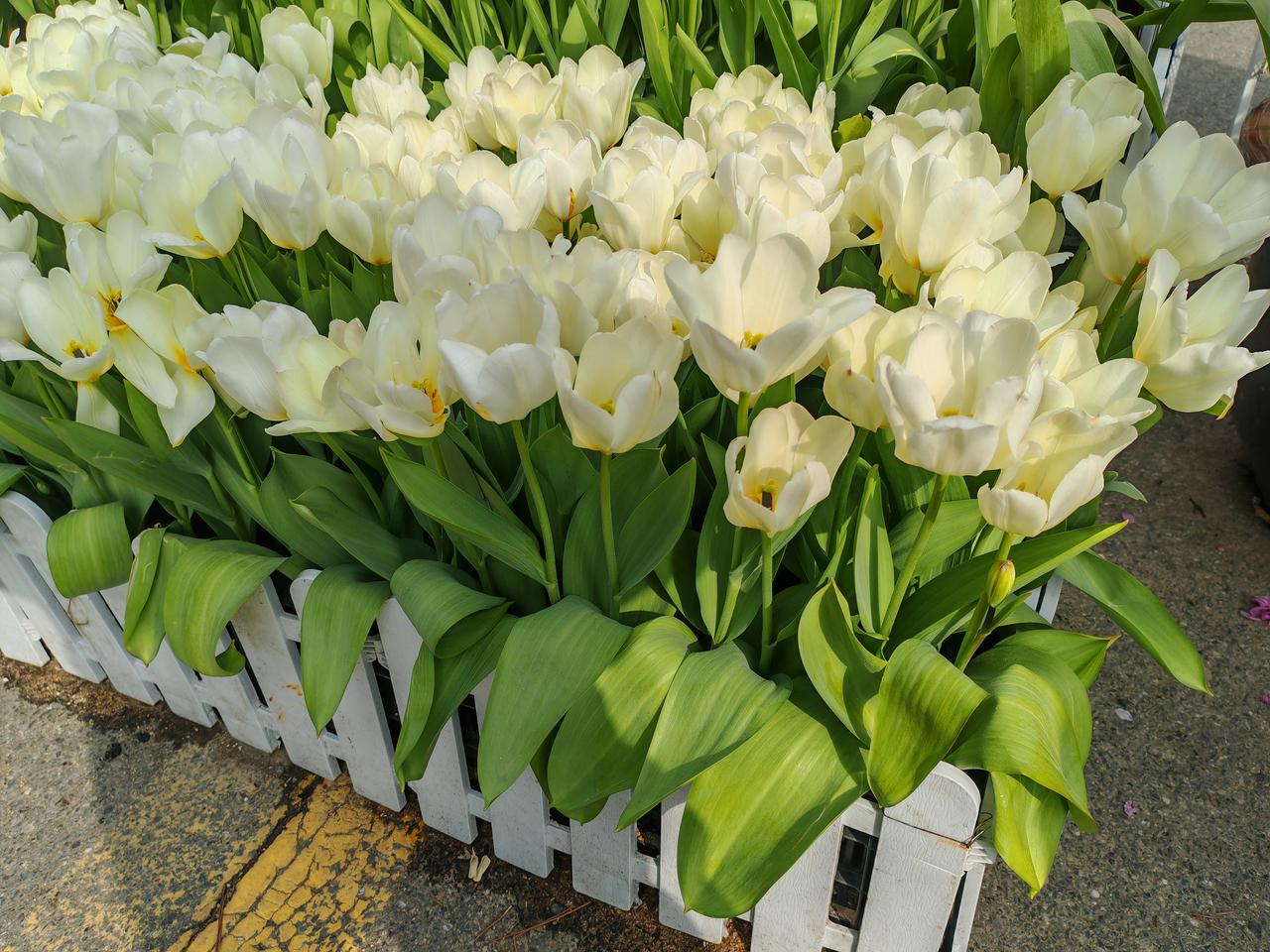 郁金香为什么白天开晚上合这是郁金香典型的“感夜性”现象，本质是花瓣下侧细胞对温度