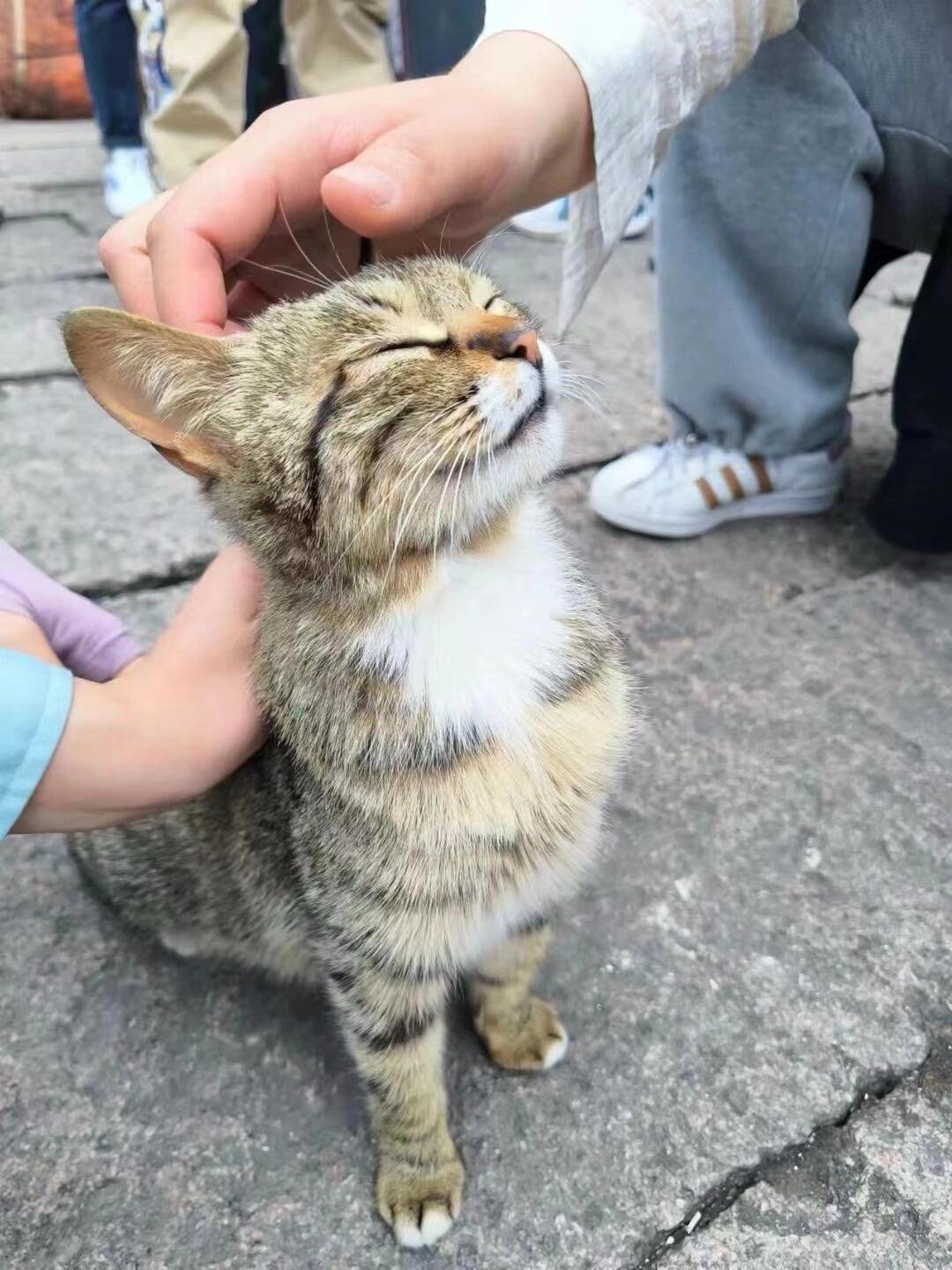 今天是国际猫咪日，让我们一起说：谢谢猫猫！ 