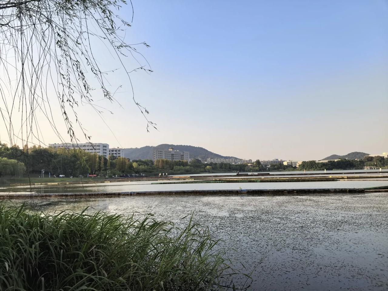 在长沙市市中心有这样一片后湖，真是天赐美物。湖边芦苇丛生，湖水非常清澈，看得到水