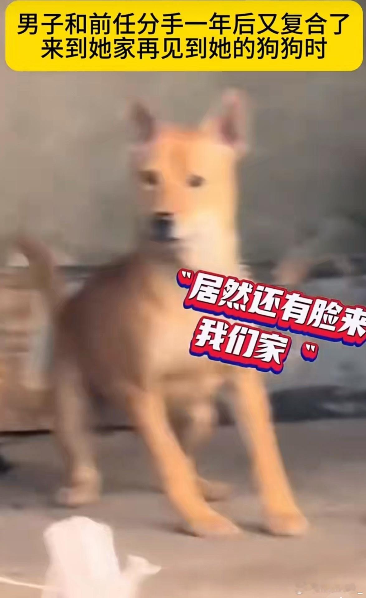 分手1年复合后狗狗的反应 狗：还敢活着回来？ ​​​