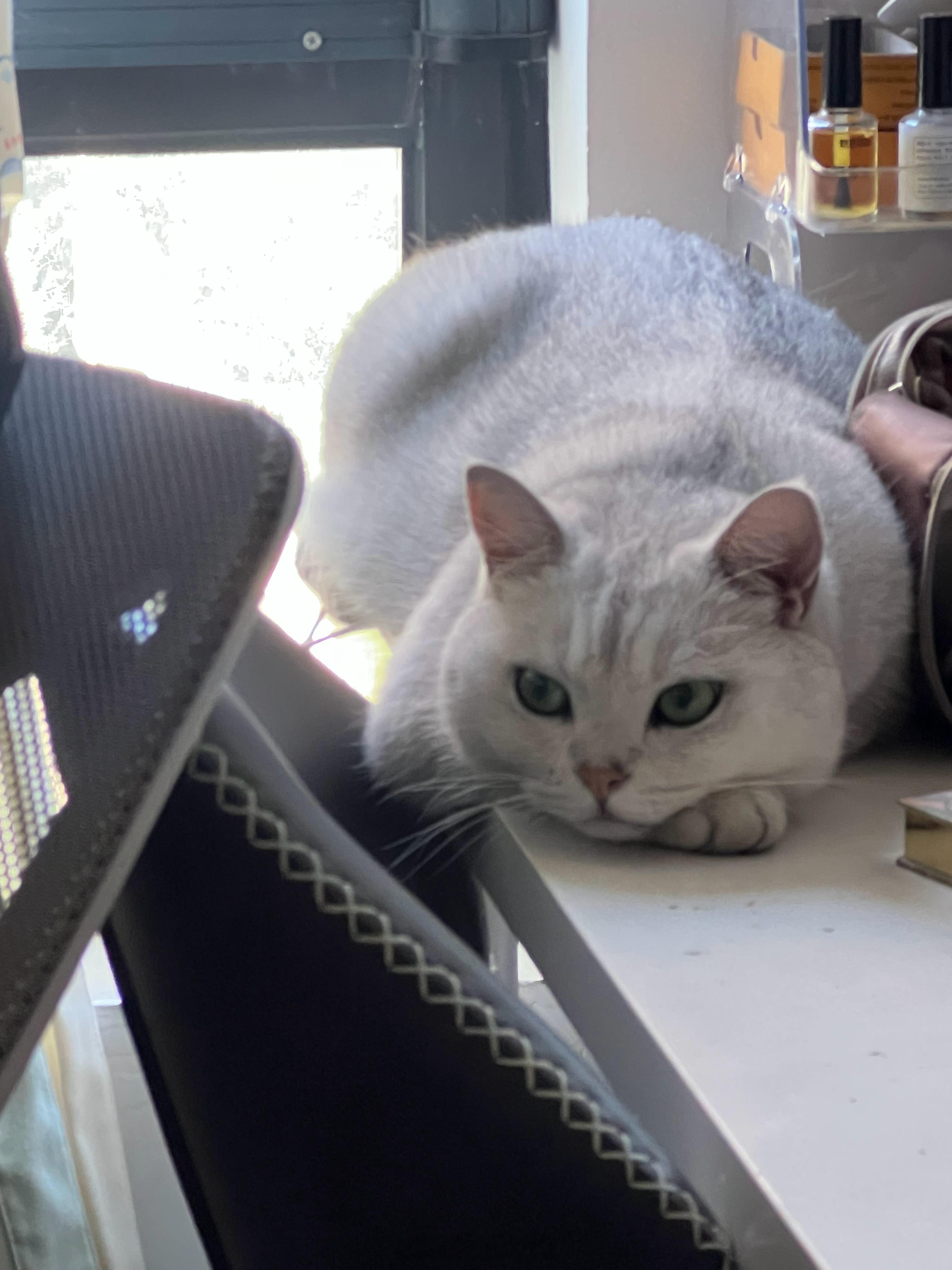 小猫观察人类中…奶茶nia