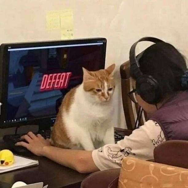 猫宁 