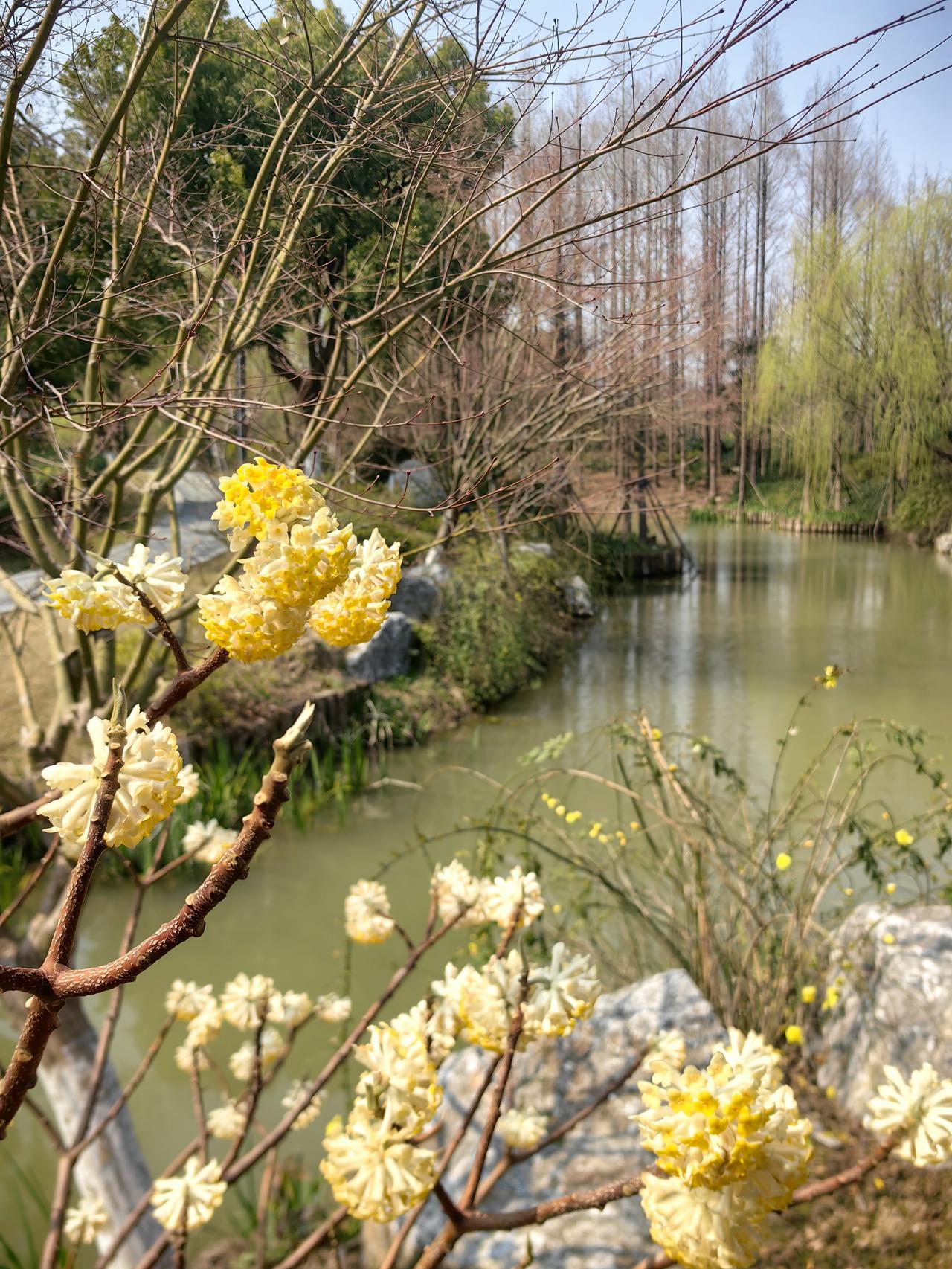 分享一张你相册的拍的花这是在路过的小公园里面看到的花，叫不出来名字，看到很美很特