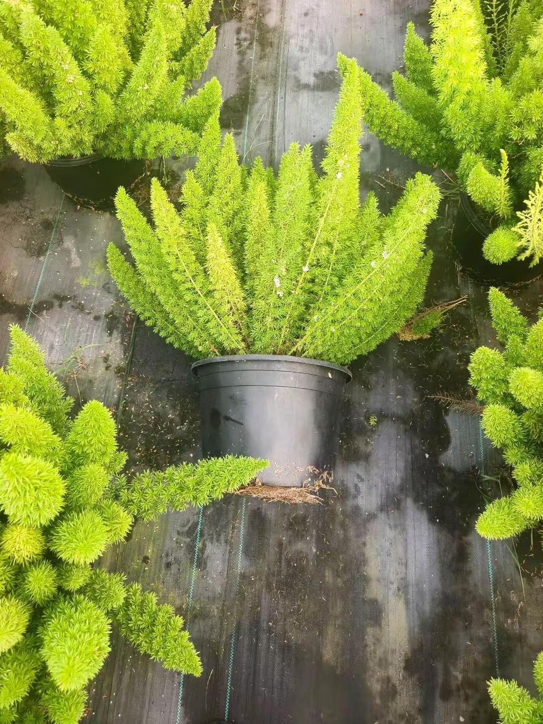 狐尾天门冬。看花养花 热植品种 植物爱好者的福音 狐尾天门冬