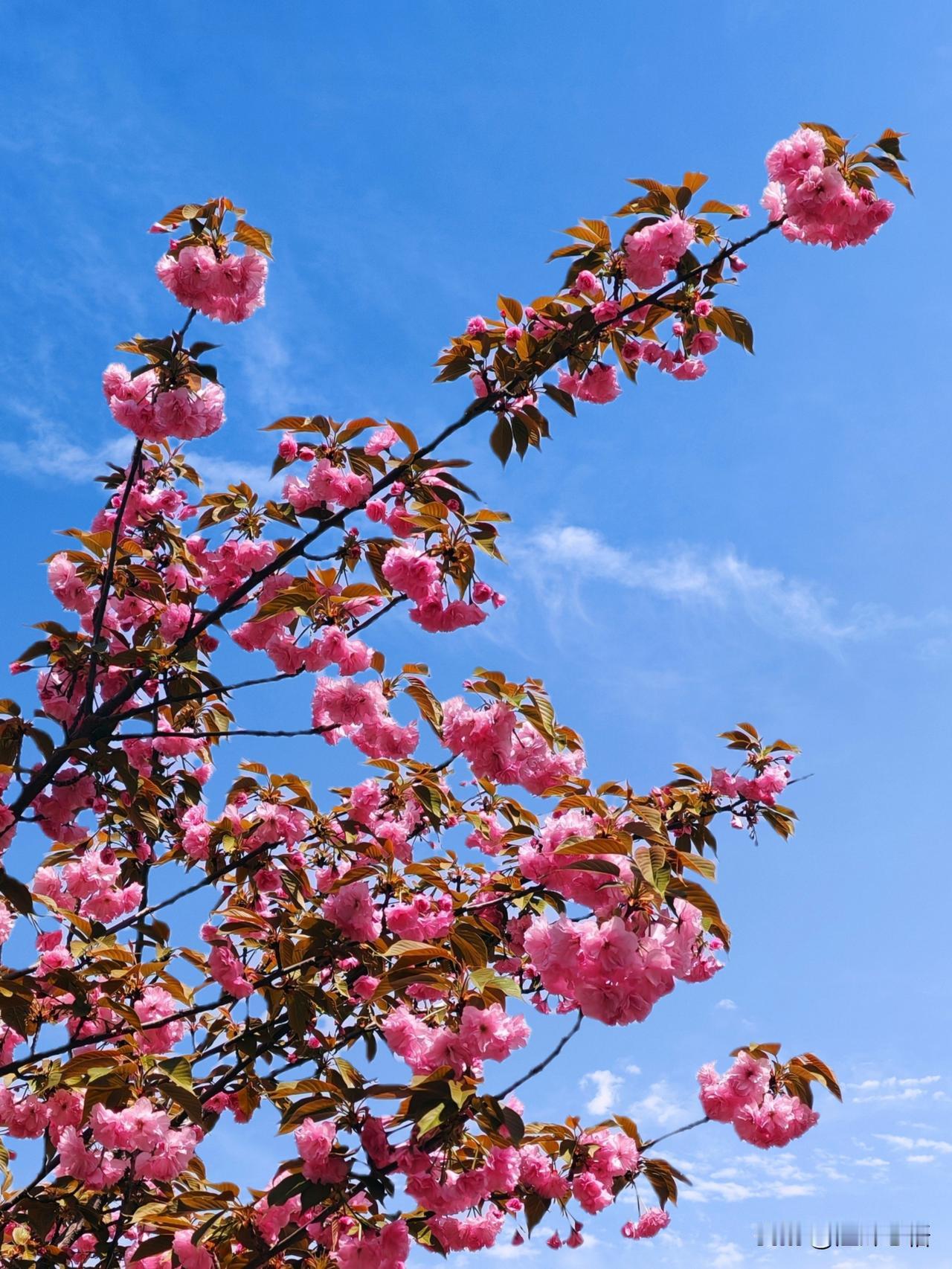 春日花枝满，天高云自闲。