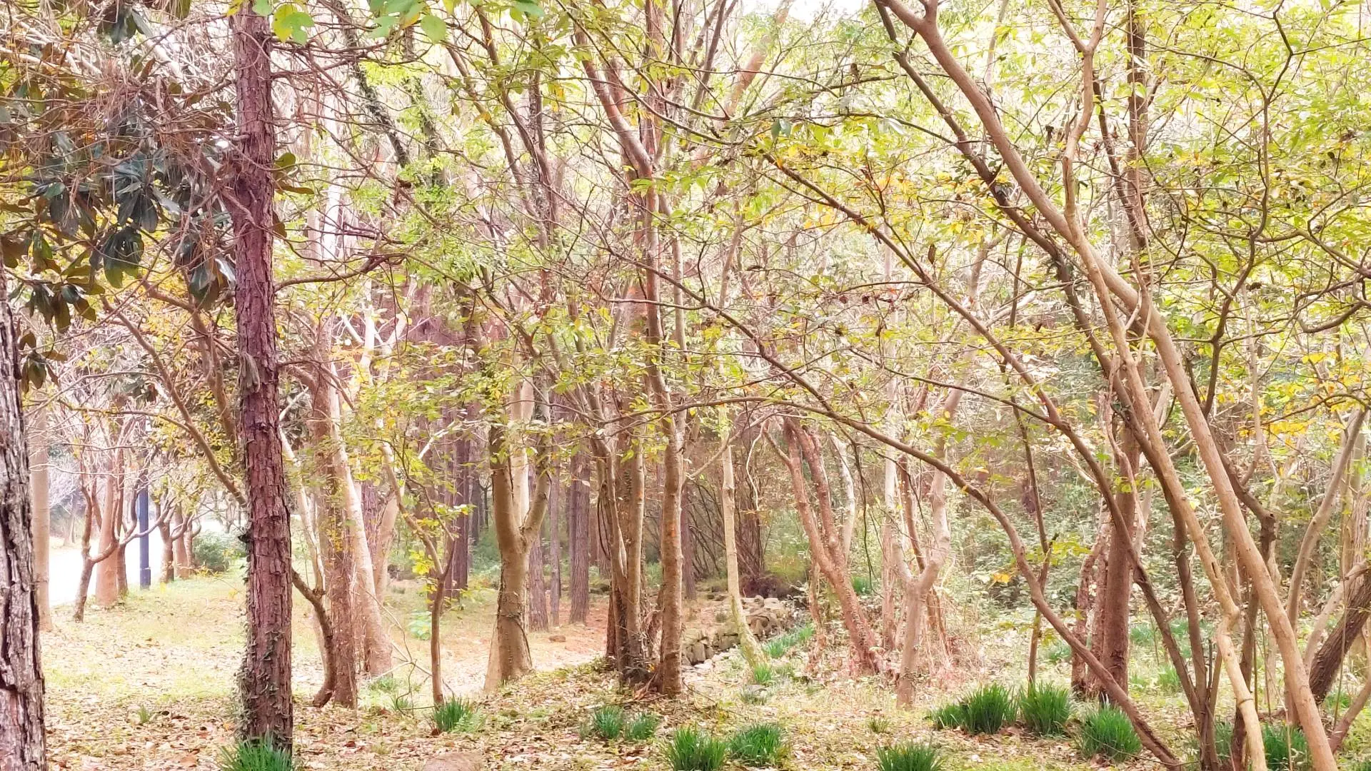 无想山已开启秋美模式。