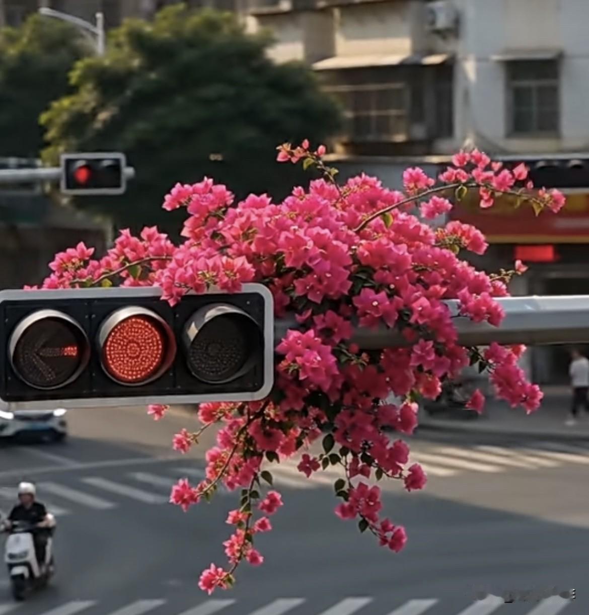 看个红绿灯还有花🌸看，
心情美达达的‼️[呲牙]
强者从不抱怨环境[赞][赞]
