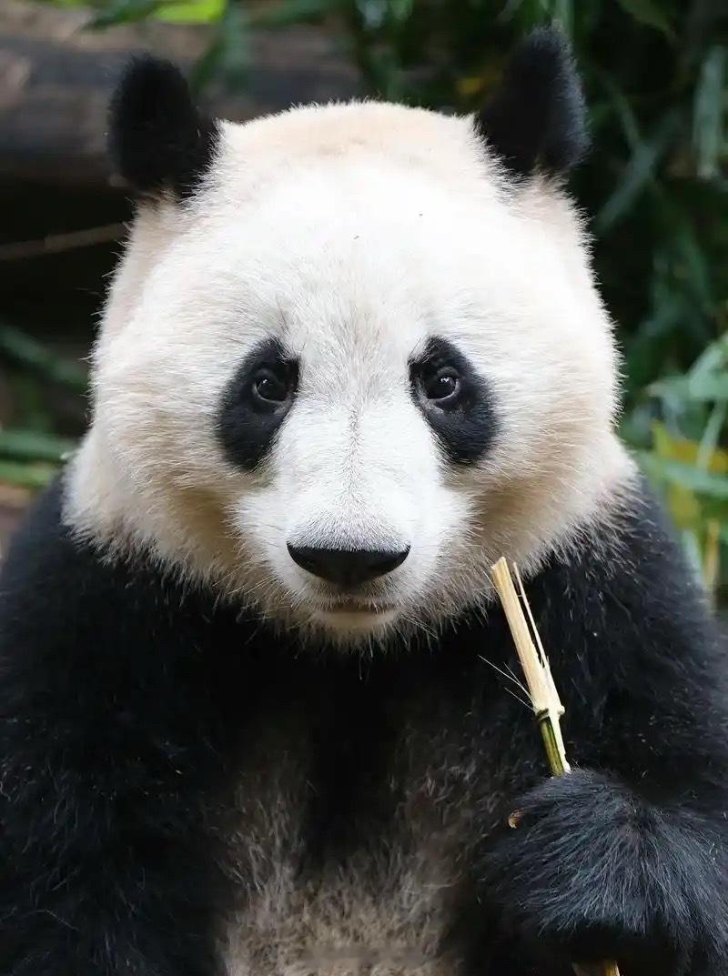 众所周知现在钻石可不如熊猫值钱！熊猫可比钻石稀有多了广东一地发现首例钻石血 ​​