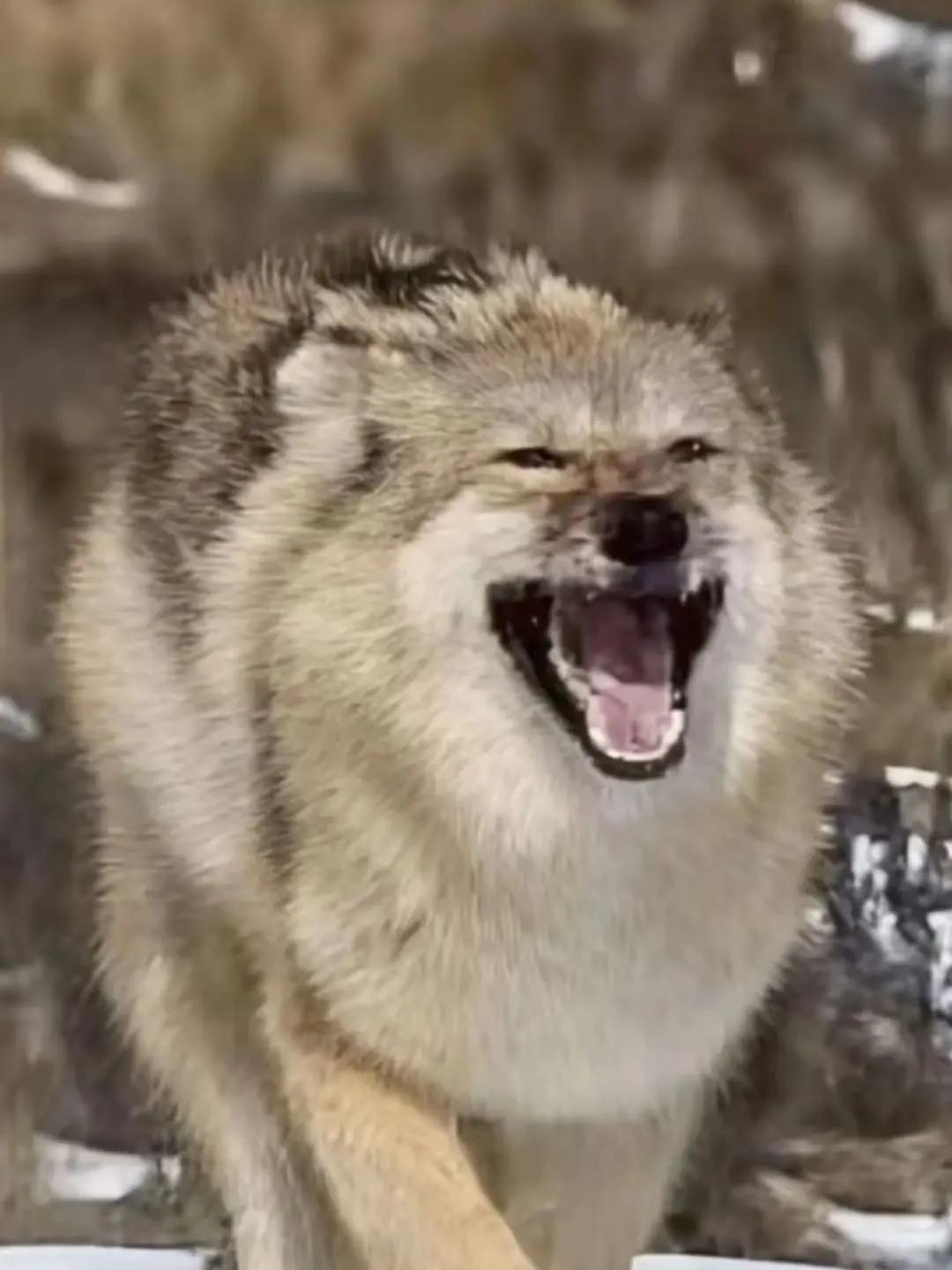 当藏獒为狼拼上性命，狼用陪伴偿还。-黑虎伤得太重，躺在地上动弹不得，剧痛让它暴躁