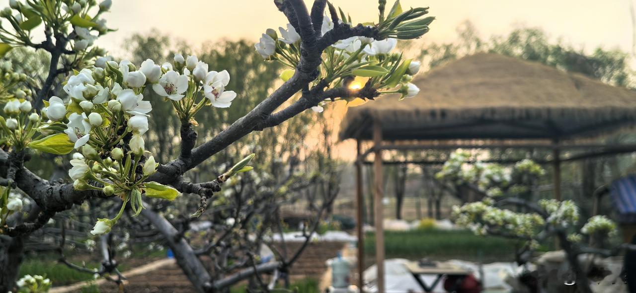 满庭芳·春圃闲情
 
晓日烘晴，东风拂野，菜畦新绿初匀。
梨云漫雪，花气染衣巾。