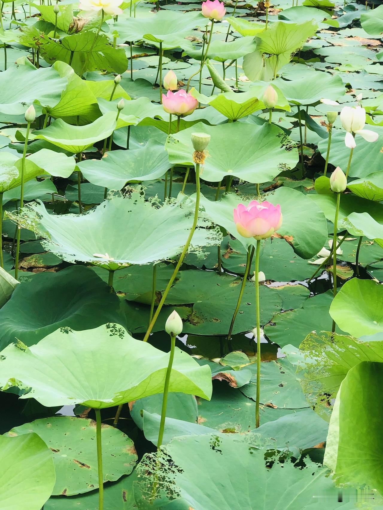 请您对下联？
下联：粉荷出水揽清风

上联：碧叶铺池承晓露
下联：粉荷出水揽清风