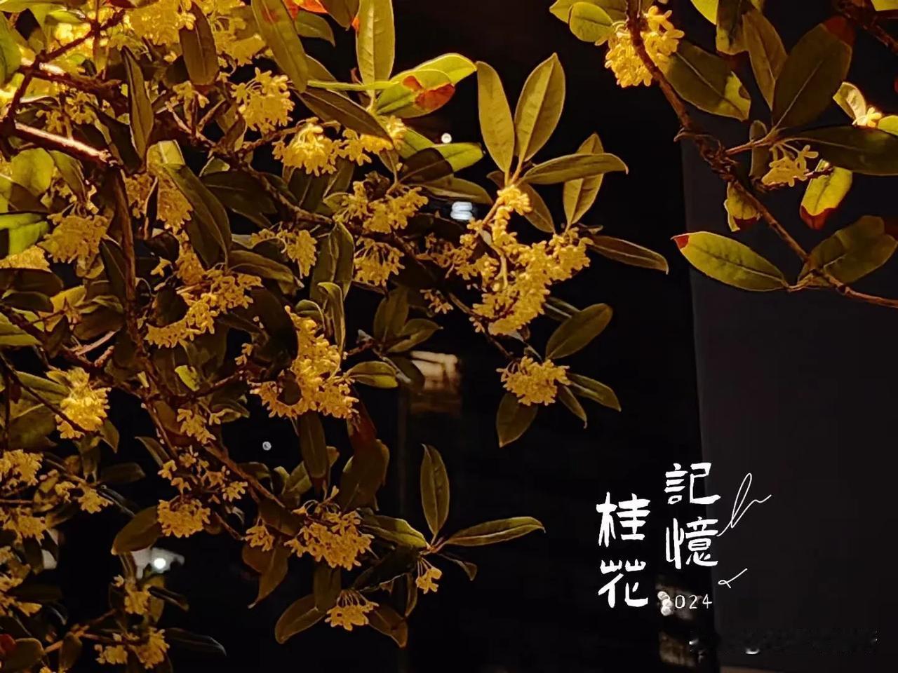 公园里的桂花开了，香气浓郁，让人有种置身大自然的惬意。
退休就是这么任性，有时间