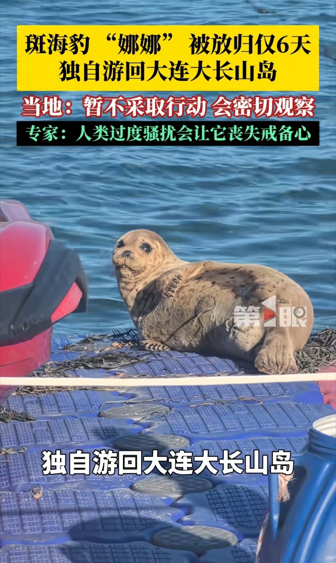 斑海豹娜娜又回来了，这个新闻给我看的有点揪心，花了6天独自游回大连大长山岛。海豹