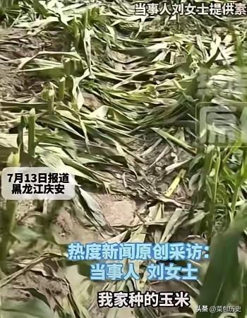 黑龙江农户23亩玉米一夜全被齐根割断，左右邻居家的庄稼一株没动：毁掉的不是庄稼，