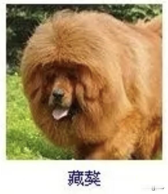 菩萨蛮1·藏獒
       苍毛怒卷霜风里，铜睛炯炯凝寒英。铁爪踏云根，吼声惊