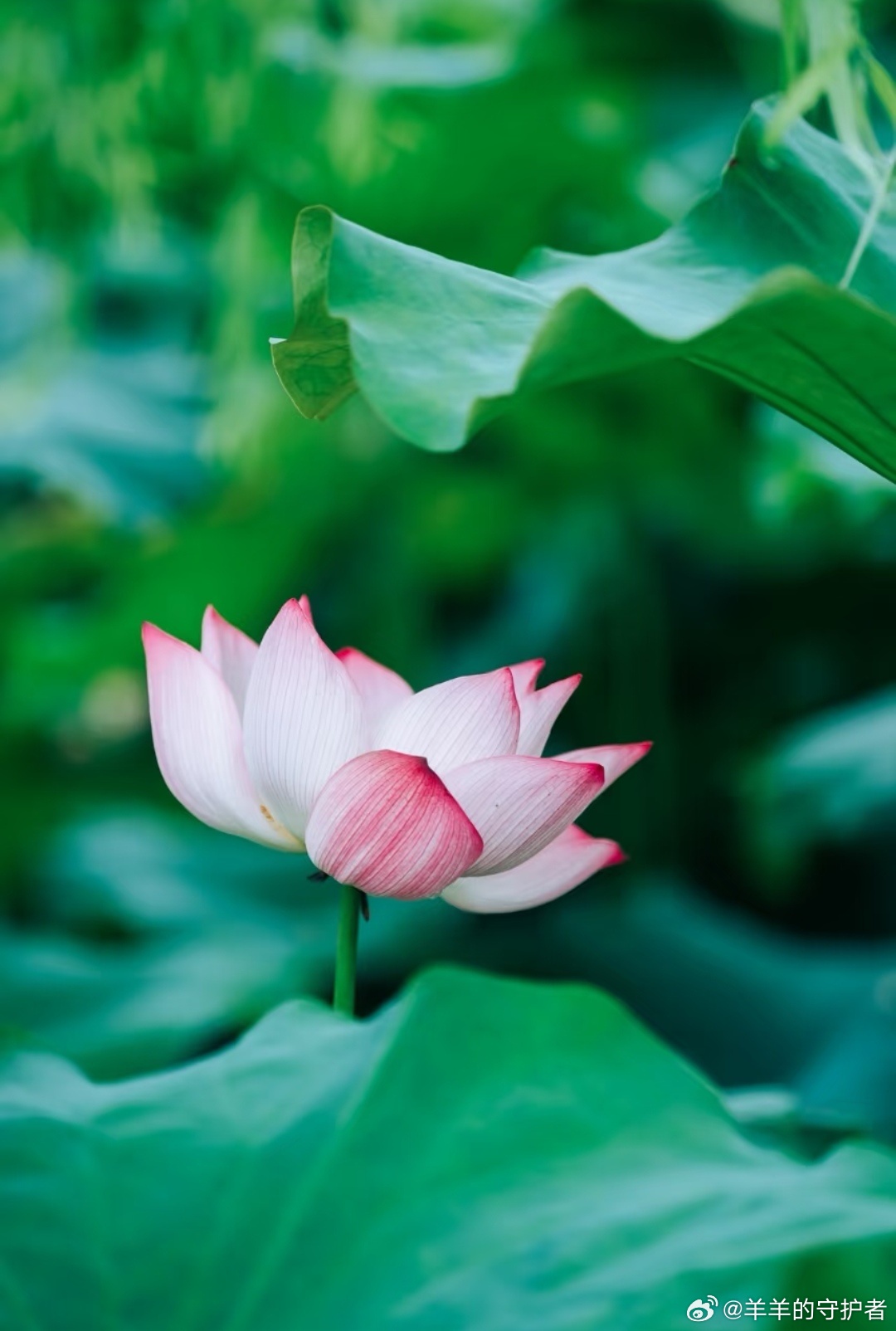 早安。早安没吃饱新的一天，愿你如这朵荷花般，带着一身清透与温柔，不慌不忙，自在舒