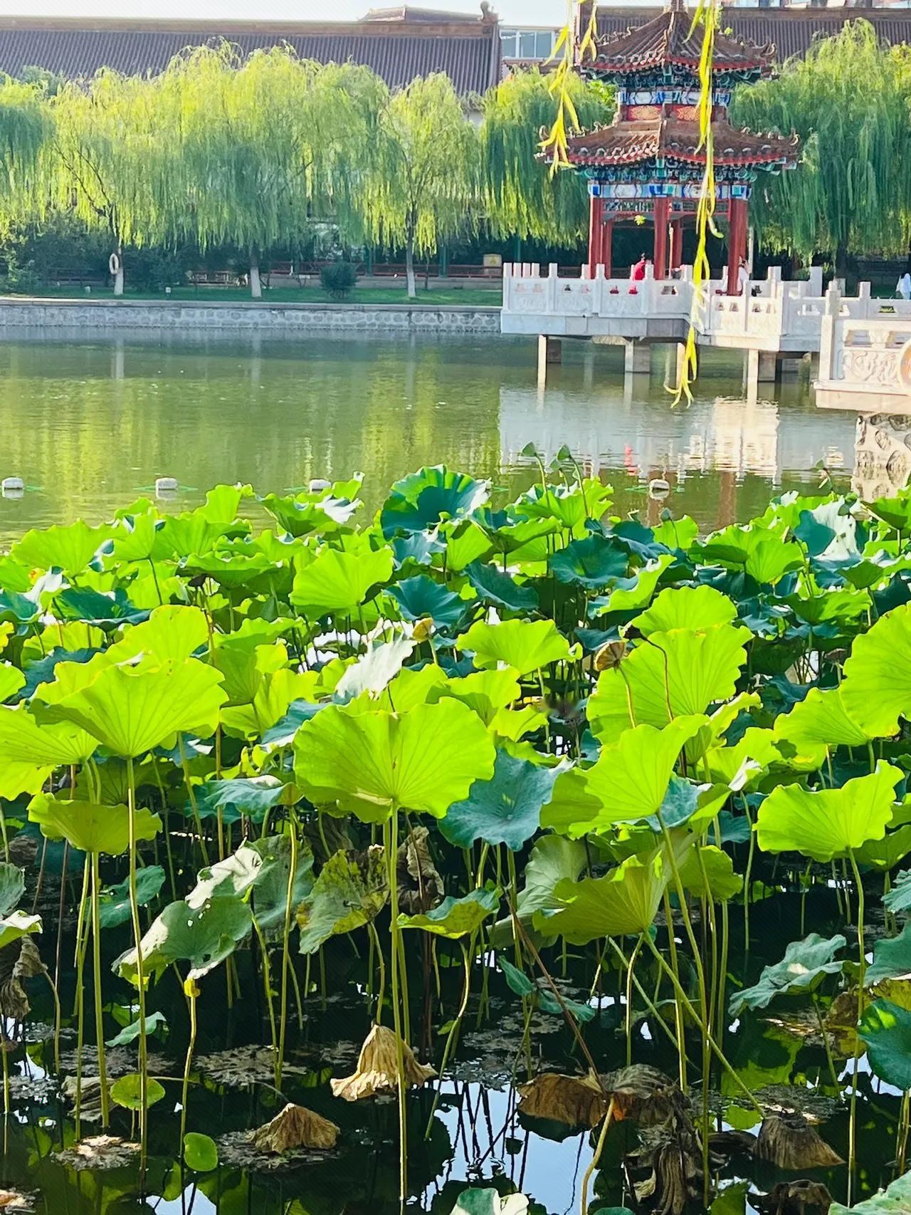 退休老前辈们说，十年过渡期的中人最幸运，工资比他们高了一大截，过渡期中早退休的也