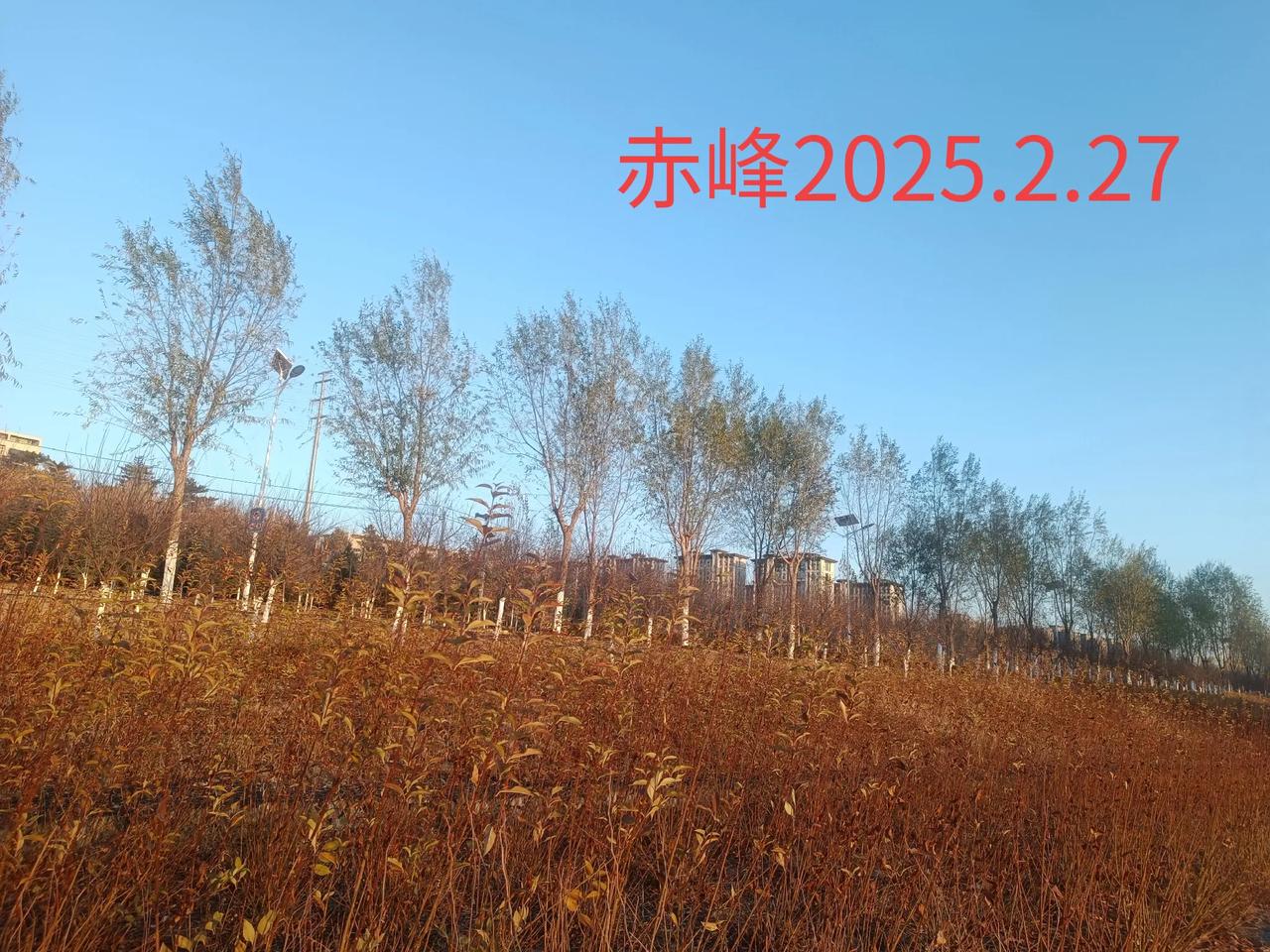 分享随拍景色随手一拍，冬日风景。