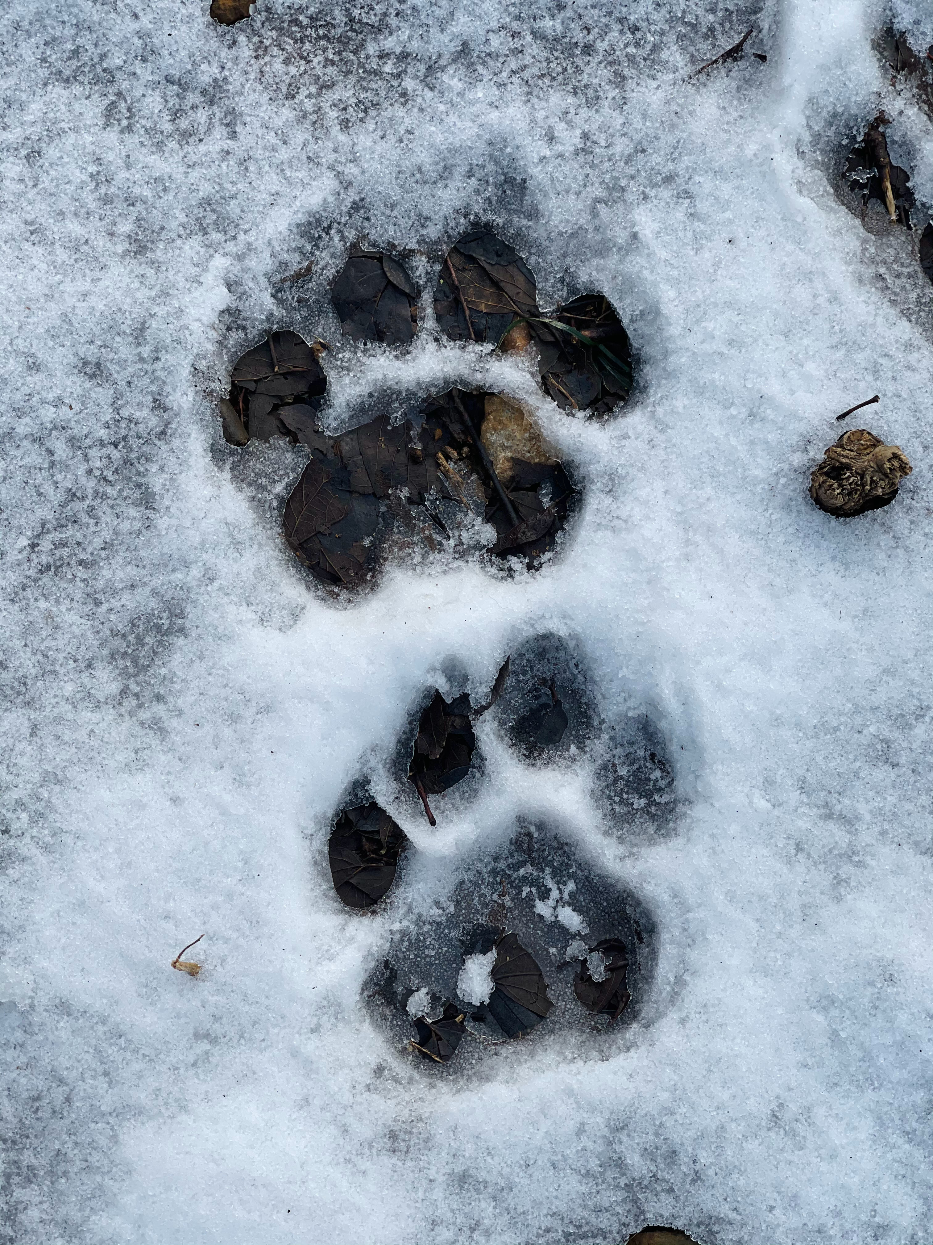 雪地上来了虎画家。  ​​​