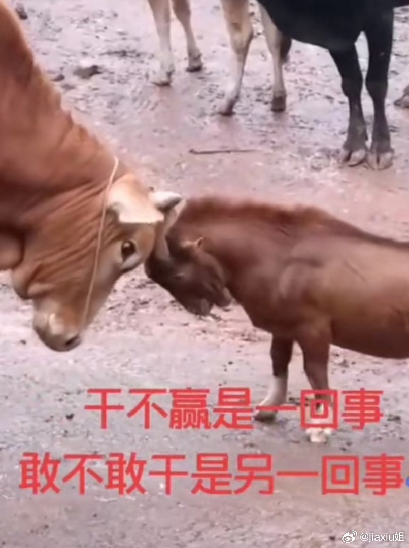 各位粉丝朋友们，实在抱歉近期没能把握住行情。熟悉金姐的人都知道金姐说话向来算数，