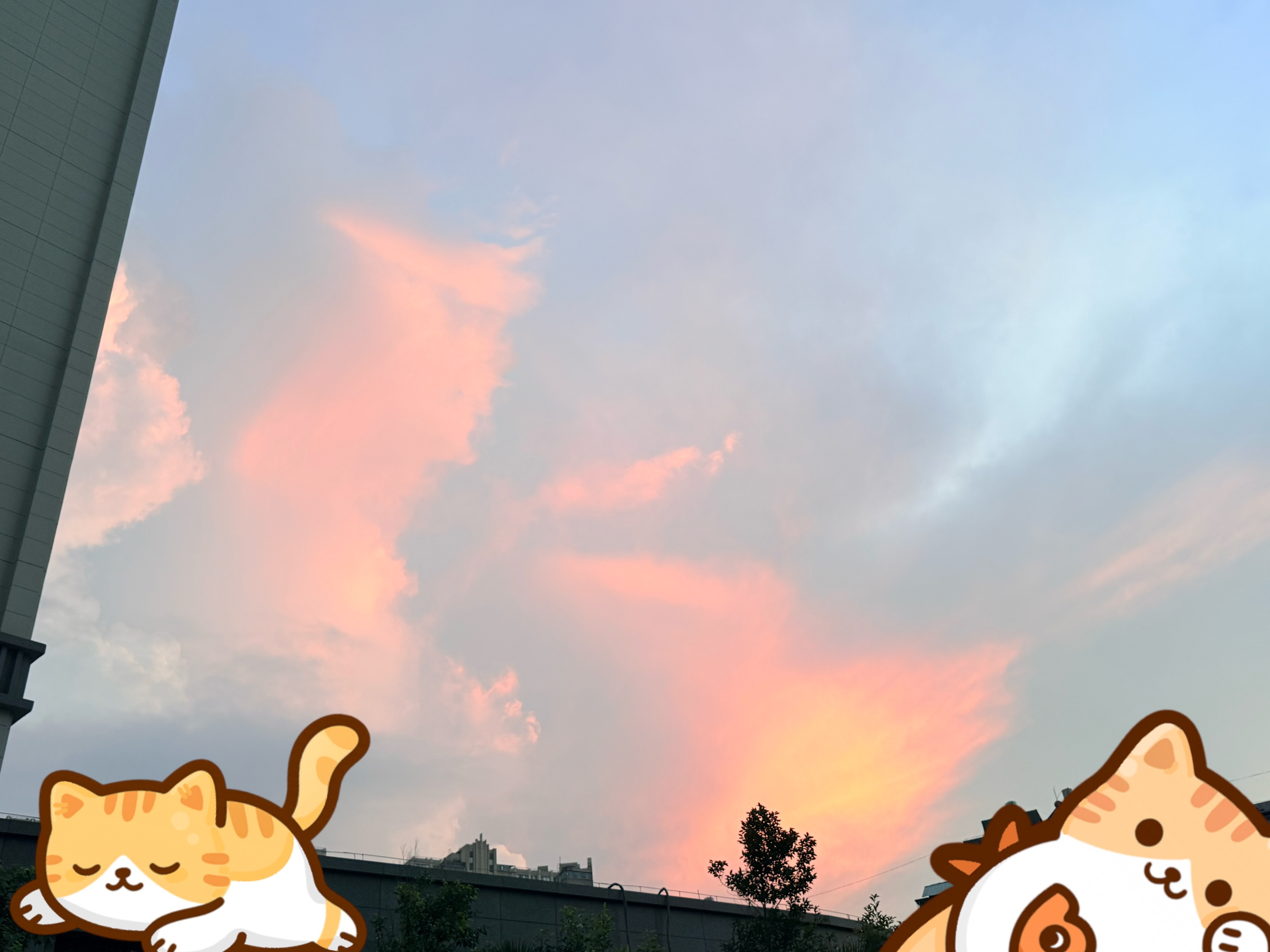 出发去朋友家帮她拼猫爬架！正在拍天空的时候，一只萨摩耶突然走到我腿边蹭我www 