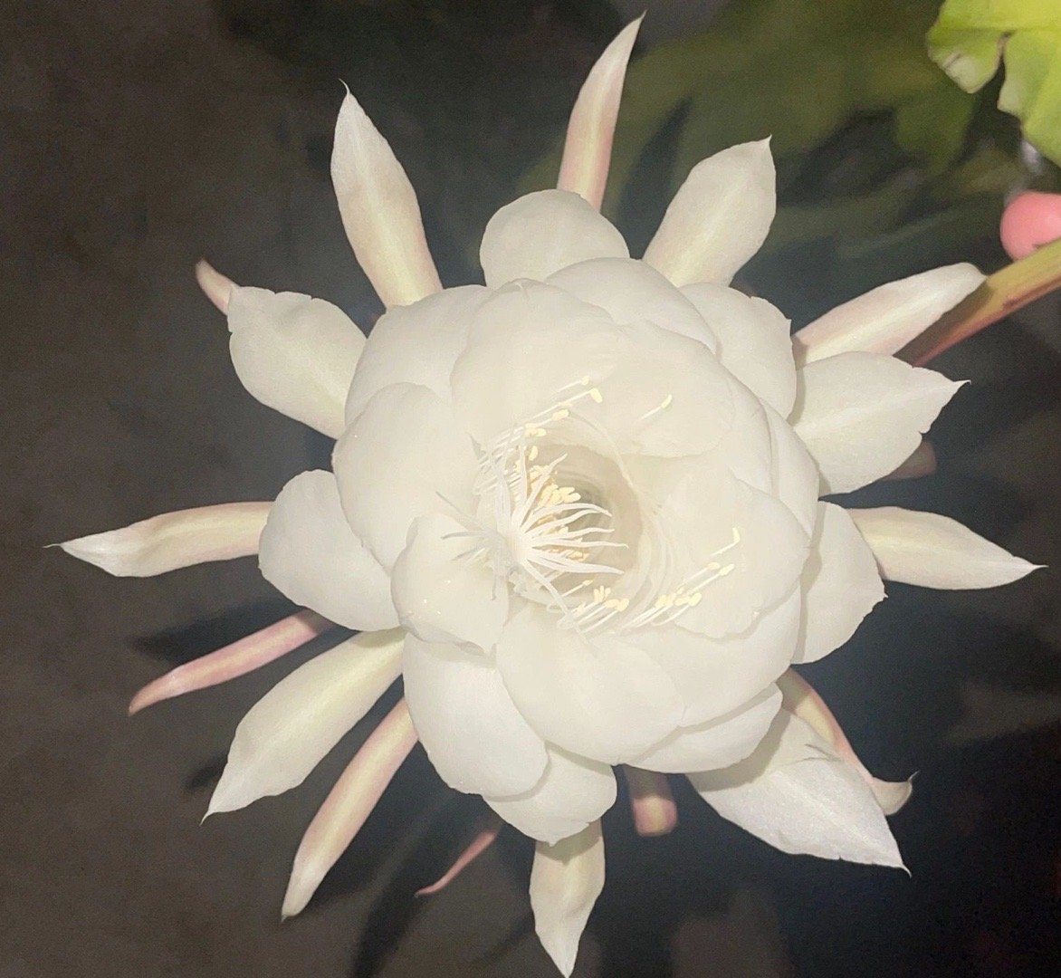 昙花一现，见者上岸！！！！！ ​​​