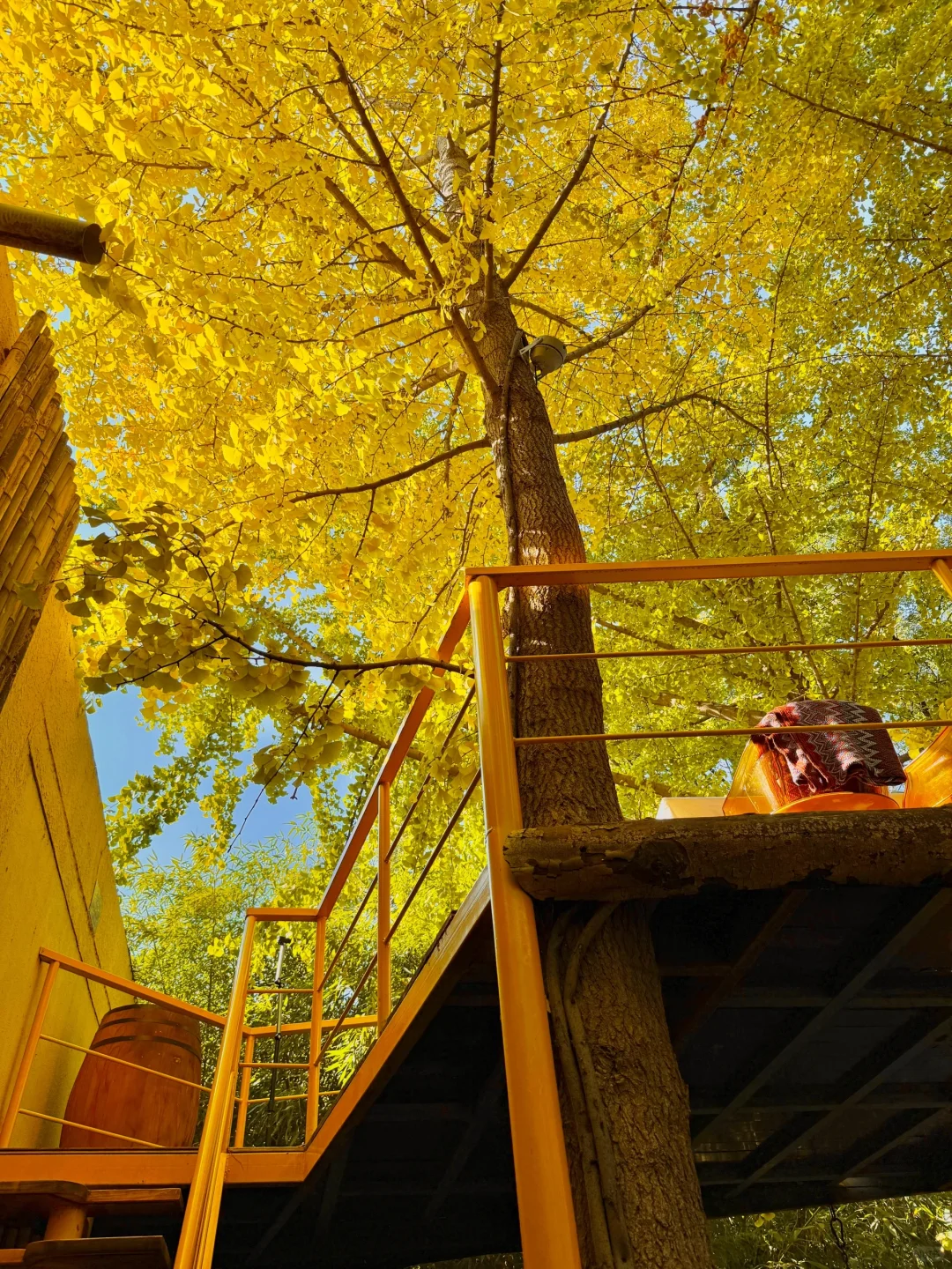 赏秋宝藏地➕1 |奥森旁边发现秋日银杏屋