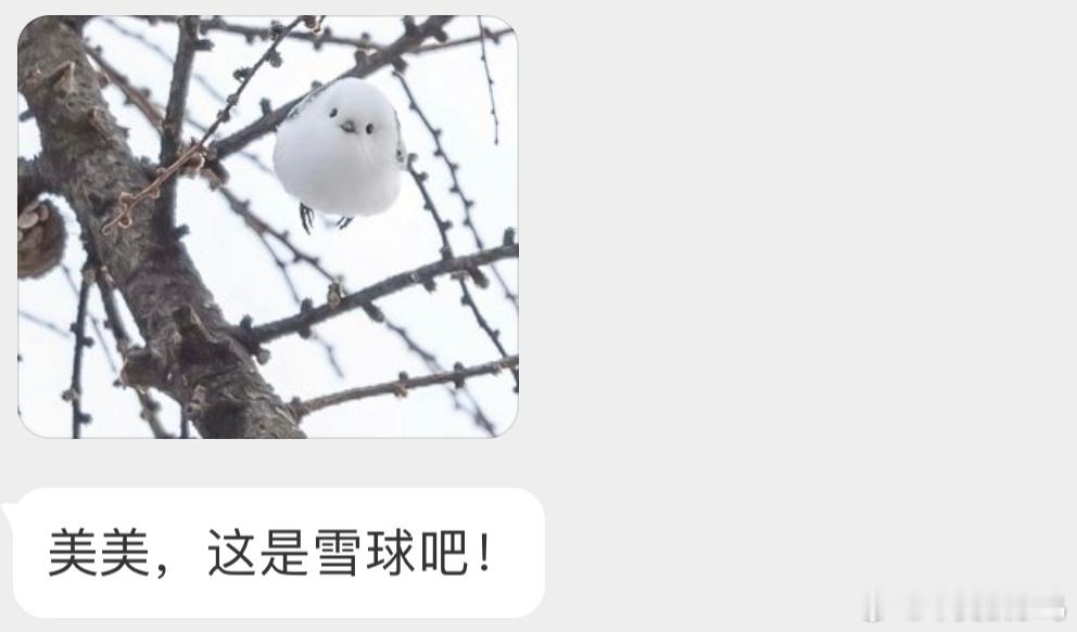 北长尾山雀版雪球[开学季] ​​​