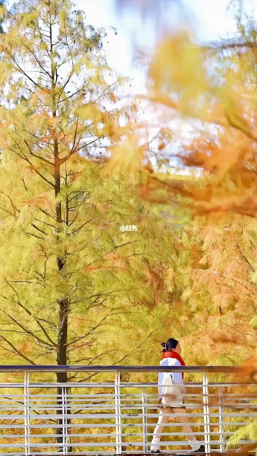 live图告诉你 |这里接下来将进入最佳观赏期