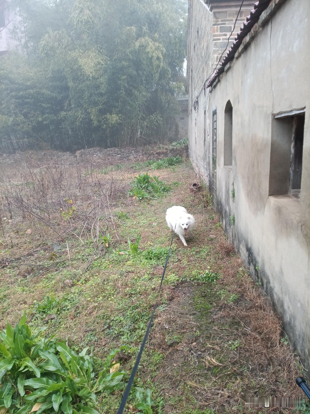 声明：仅仅在谈论狗子
这只狗混子，随着春运车流来到了农村。
到了新环境，狗子见人
