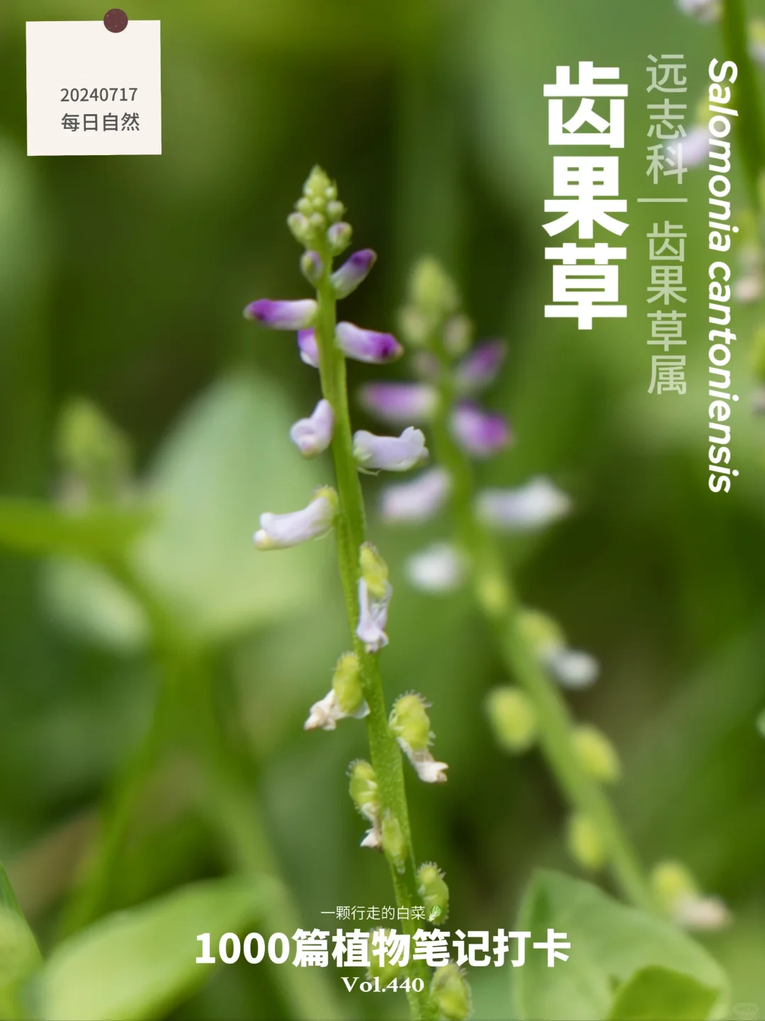 植物笔记440 | 齿果草的小紫花