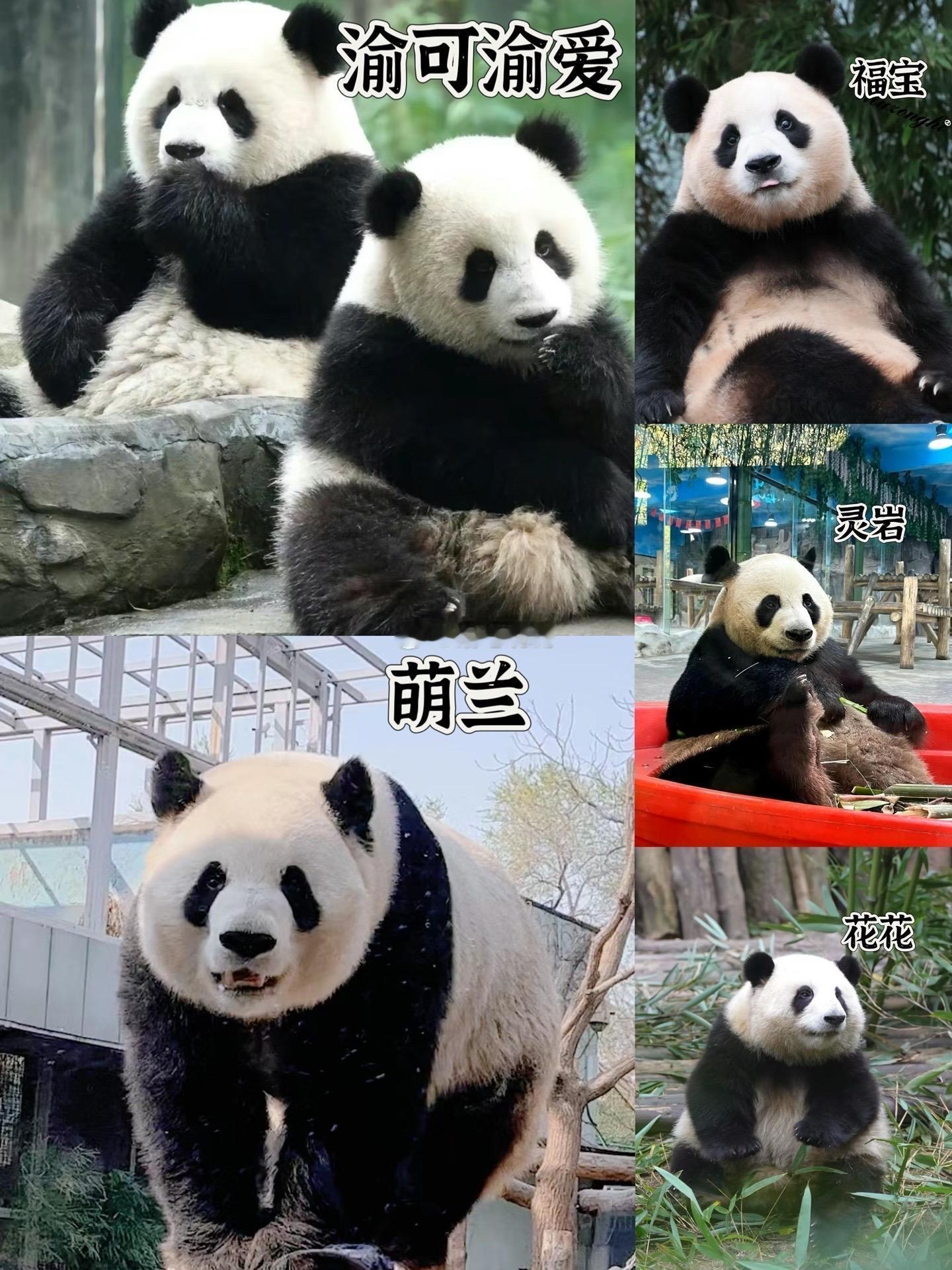 这几个要是凑到一起  会不会把动物园挤爆了 ​​​
