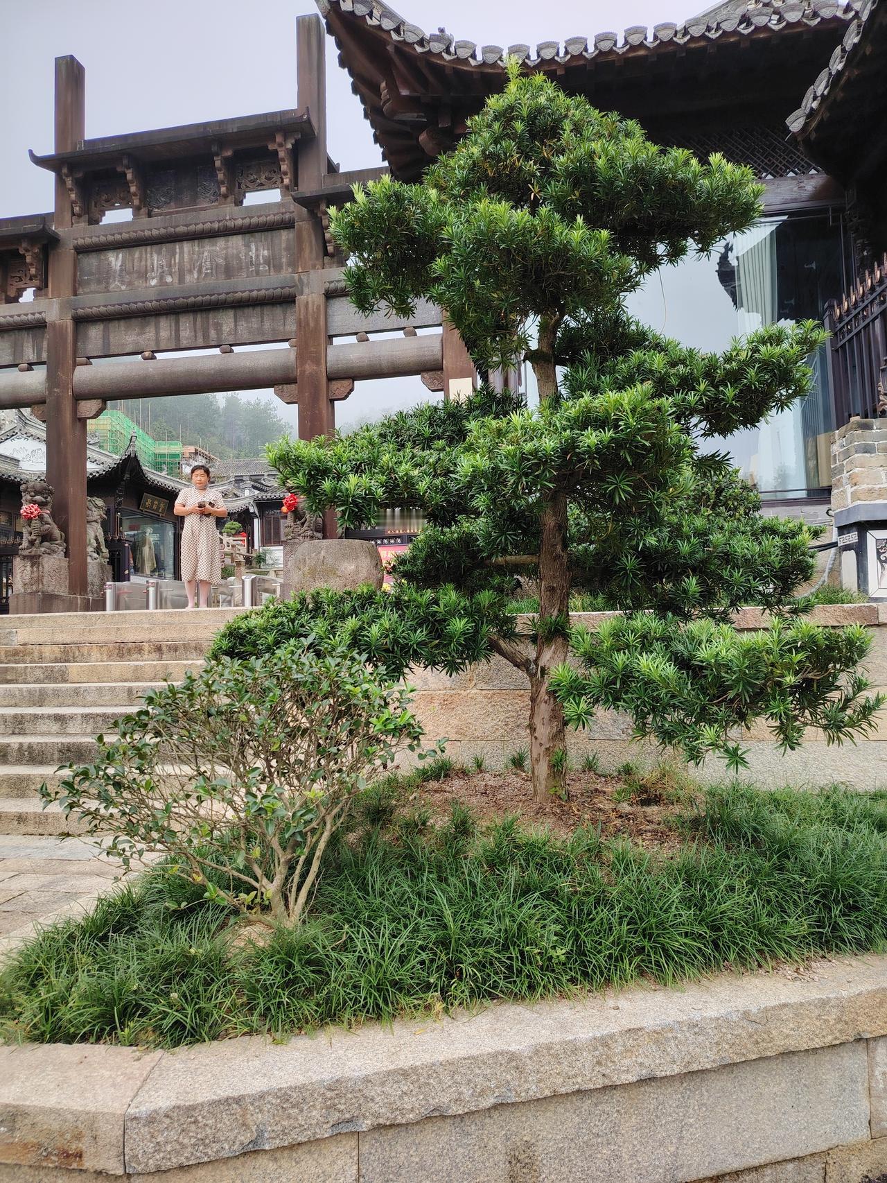 江苏南京icon，女子结束了一天的忙碌，正准备关灯睡觉，突然发现阳台的昙花有动静