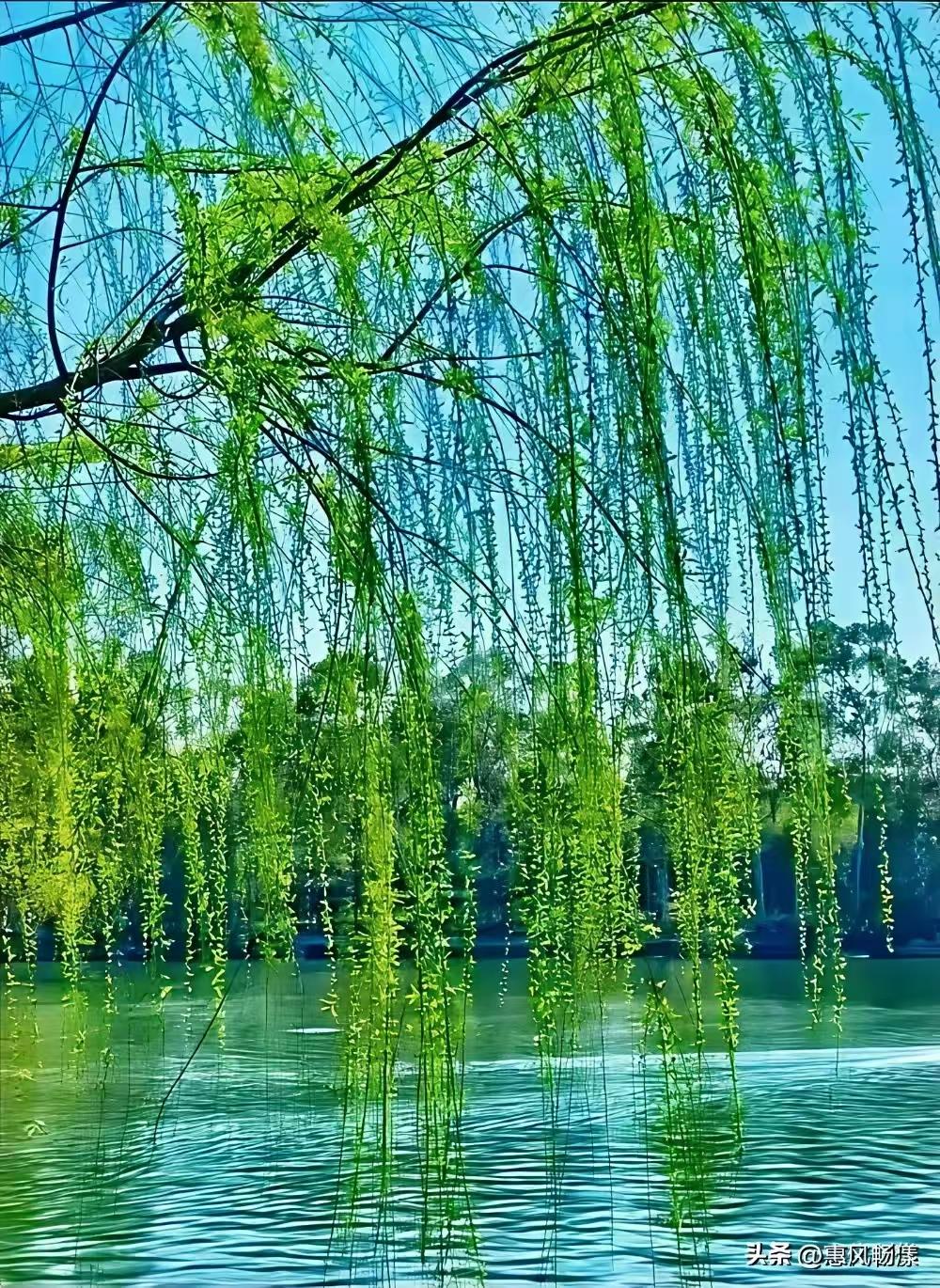 山坡羊·春意盎然
春光初绽，
和风轻唤，
花枝摇曳香风漫。
柳丝绵，草茵鲜，
满