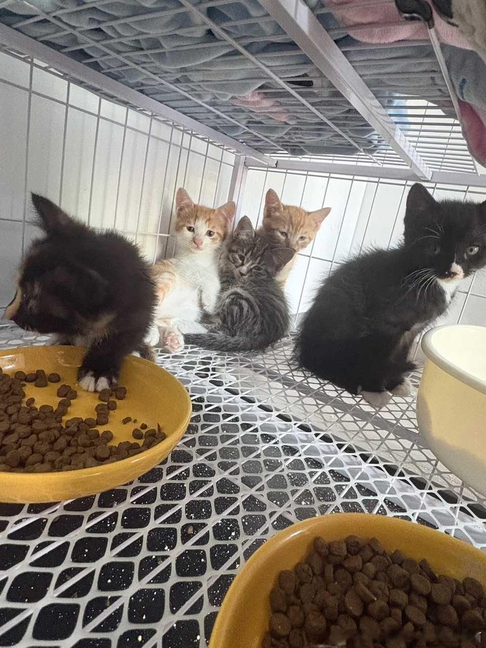 ❗领养【小奶猫领养】坐标安徽宣城，一窝小奶猫找领养，可以上门挑选，也可以送上门，