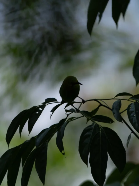 观鸟人绝望瞬间 但别慌！