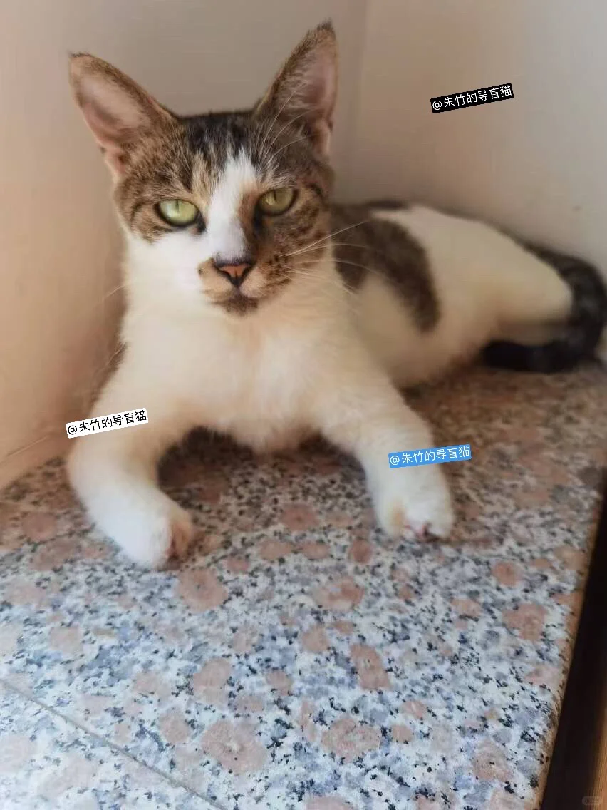 没手猫妈妈路上需要人陪着】原定今天来北京，但托运公司说路上猫在航空箱没...