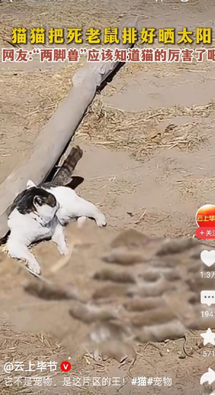 “猫也有强迫症呀！”内蒙古牧民家养了一只黑白相间的大花猫，这猫有一个爱好：它咬死