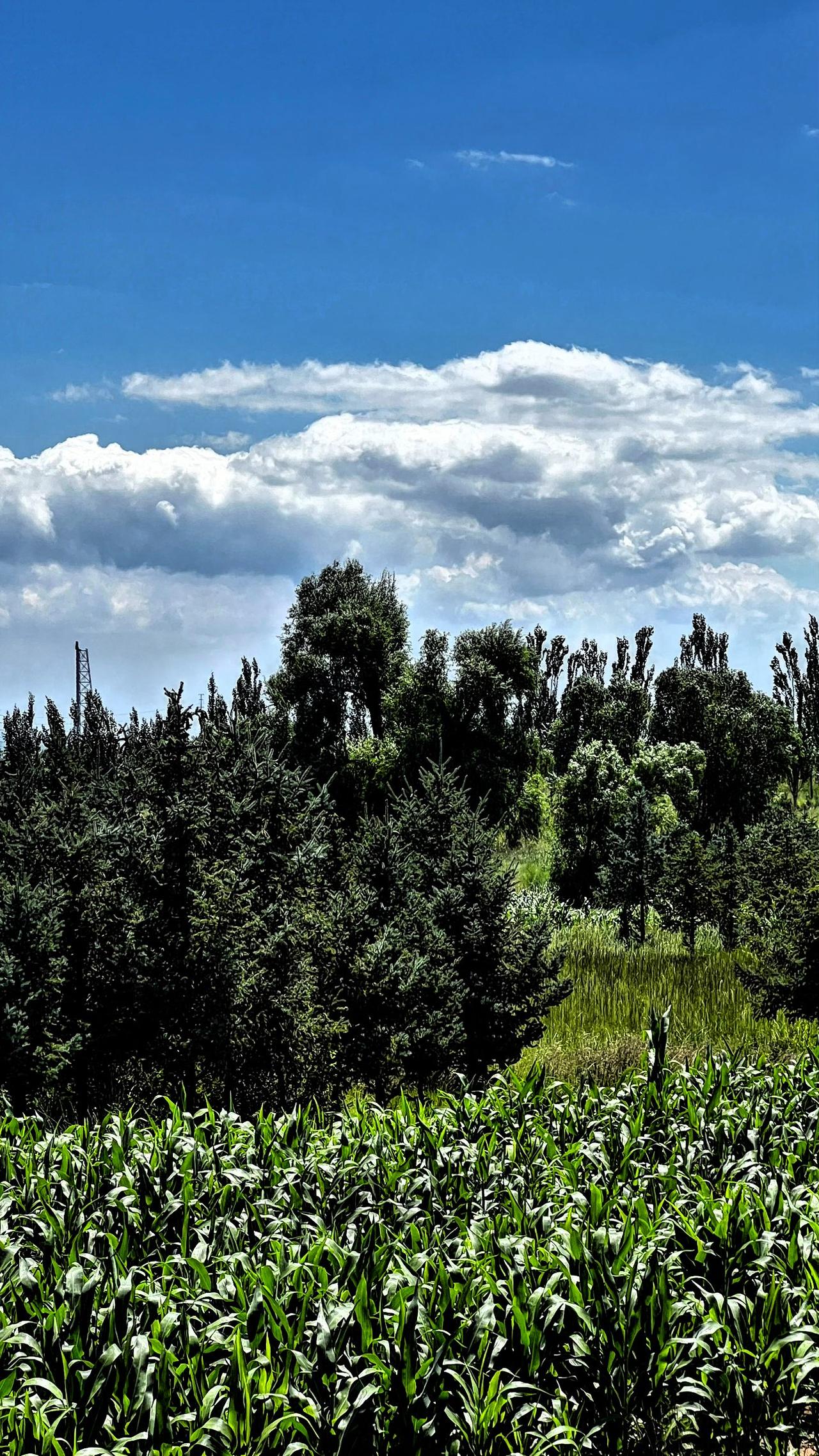 蓝天白云下的田园风光，绿意盎然，生机勃勃，风景如画。