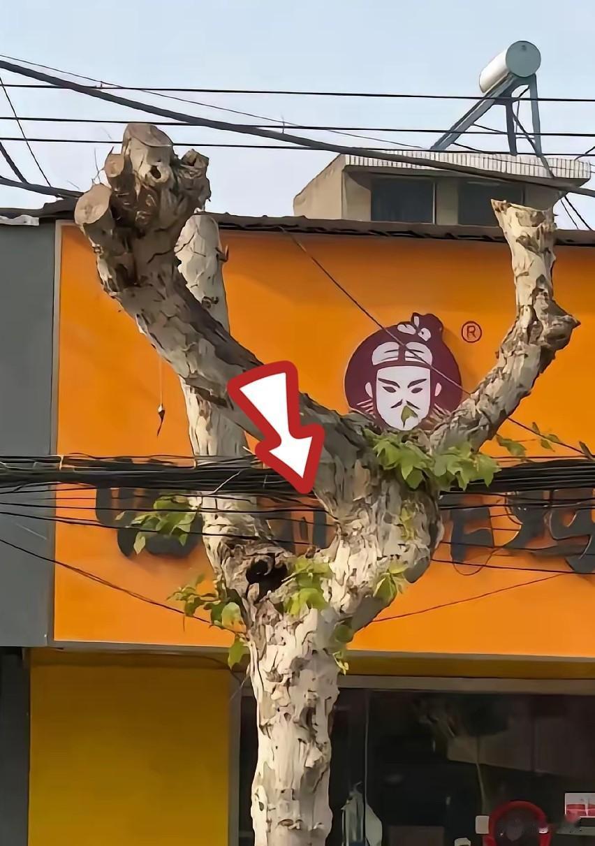 有家普通的街边小店，
老板娘做梦都想不到，
自己守了许久的小门面，会突然迎来翻天