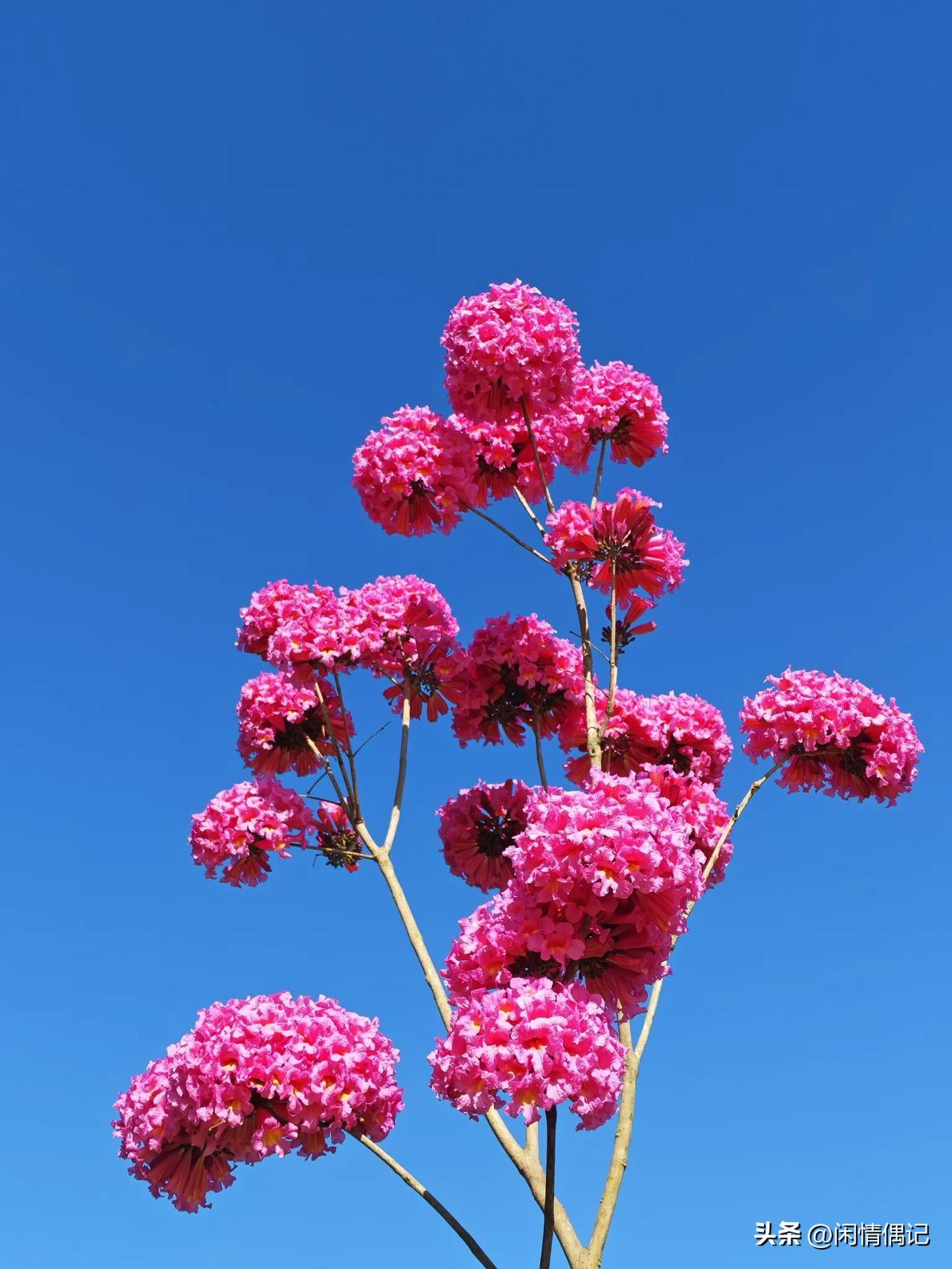 父母最顶级的清醒，就是守口如瓶。

这话真不是虚的。咱自己生的娃，是块宝还是根草