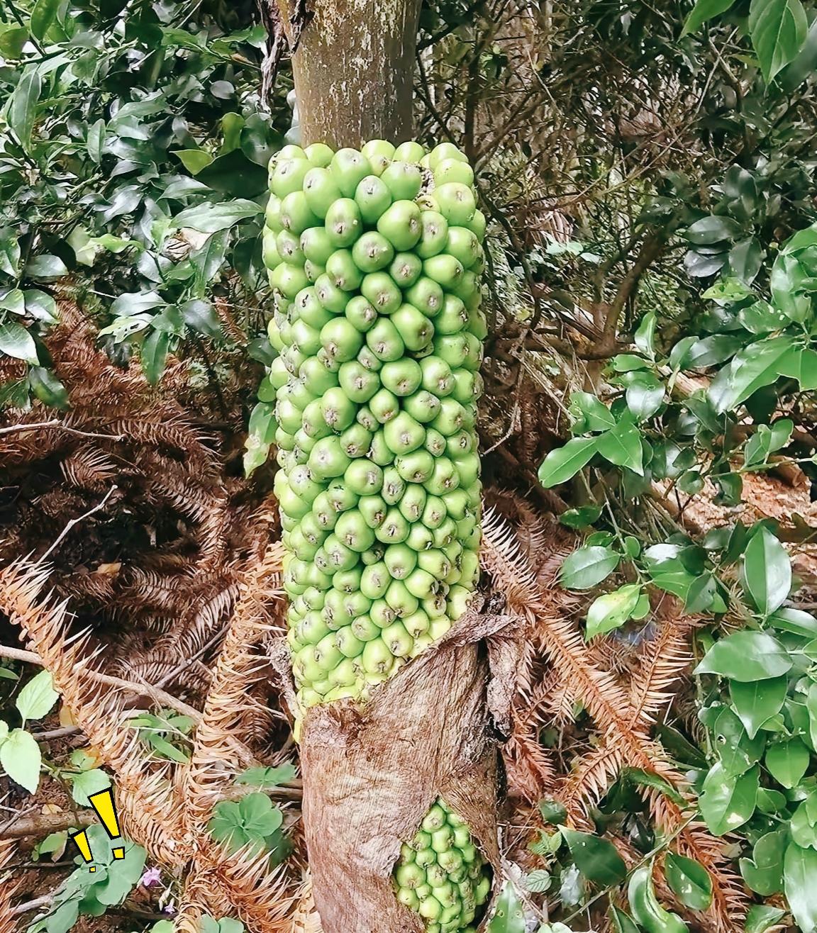 见过果子密密麻麻整簇贴在树干上长的树吗？真的刷新认知！
西双版纳护林员进山巡林时