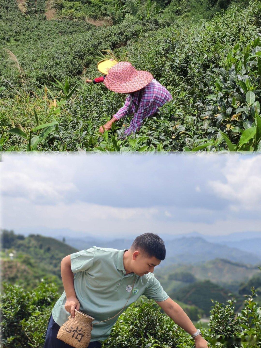 广西不止有山水还有茶路 梧州六堡茶庄园里，马来西亚茶商正在学习传统渥堆工艺。这缕