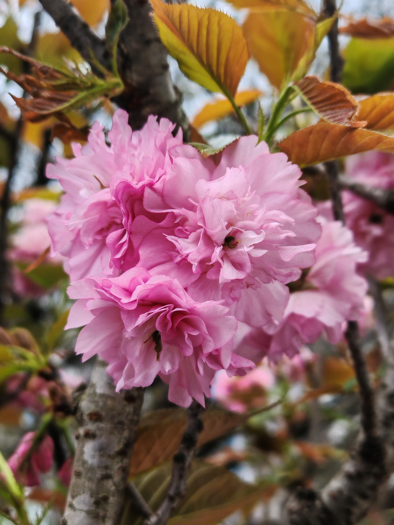 来组春天气息，樱花开了红彤彤，一个字“美”、两个字“真美”！